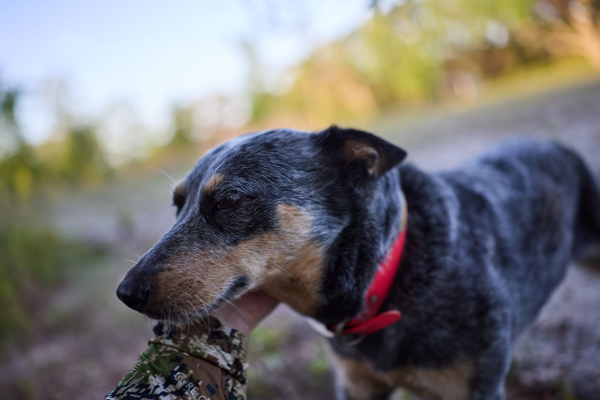 A hand petting a hunting dog, South dakota pheasant hunting season with dogs concept.