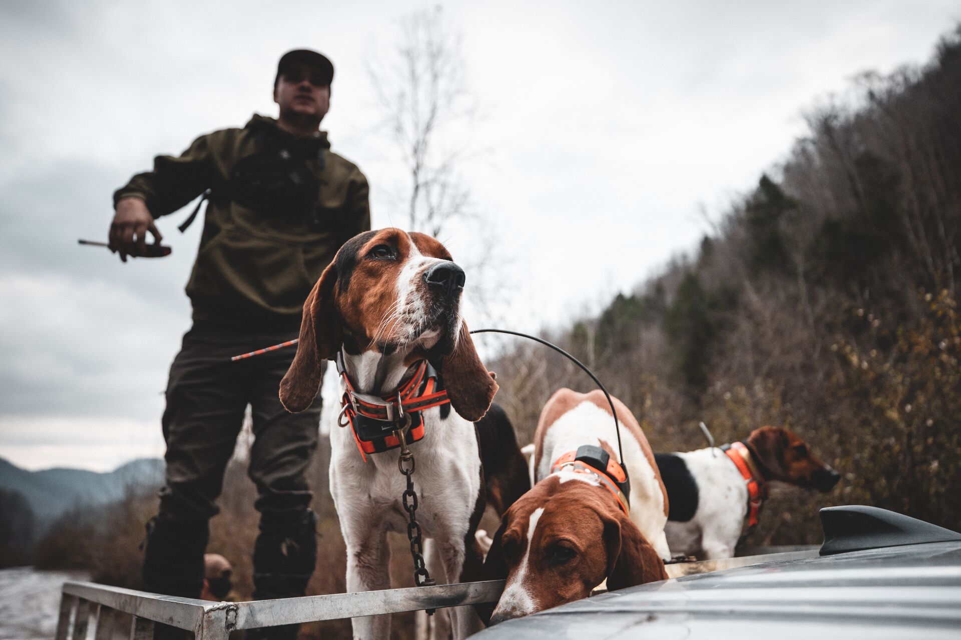 Hunter with dogs in a truck.