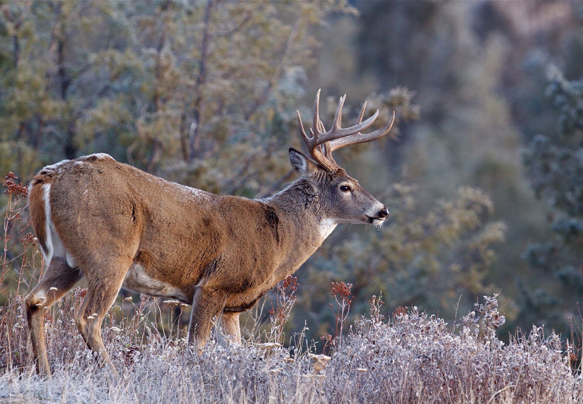 Side view of a buck deer standing in the brush, broadside shot concept.