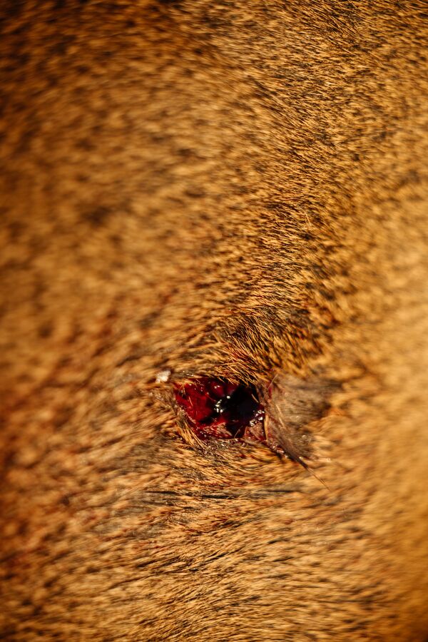 Close-up of a bullet wound in a deer, why don't hunters shoot deer in the head concept.
