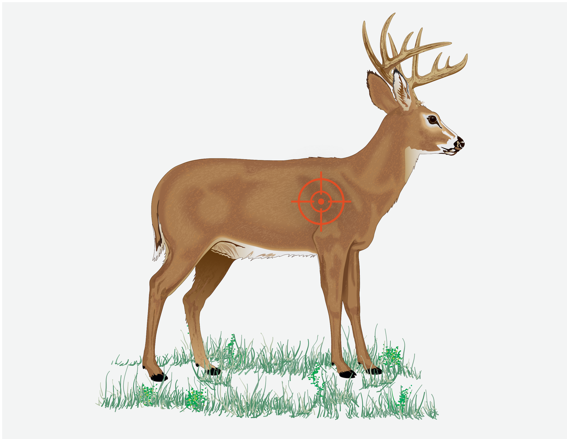 Illustration showing the broadside shot on a deer.