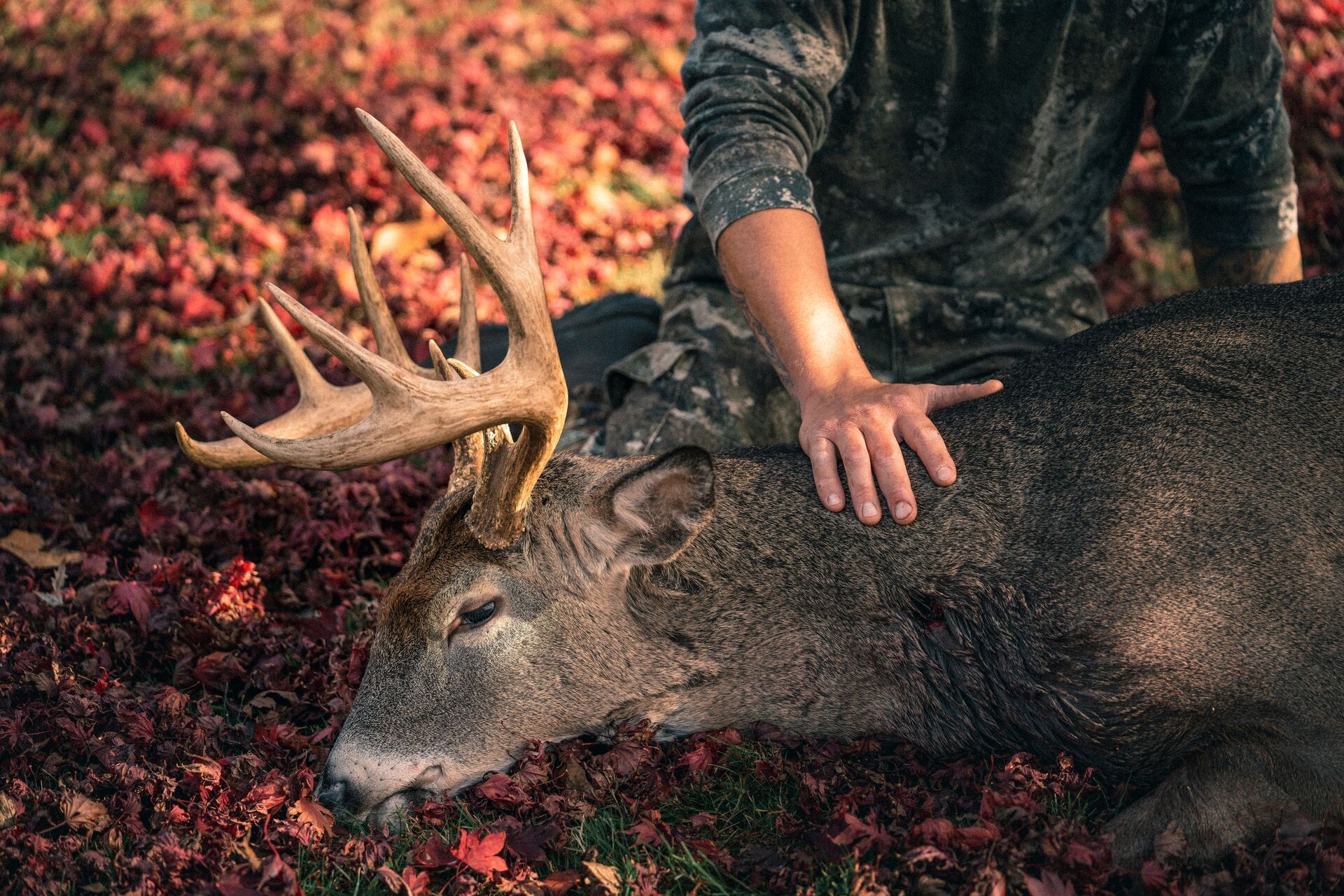Deer on the ground showing neck shot, why don't hunters shoot deer in the head concept.