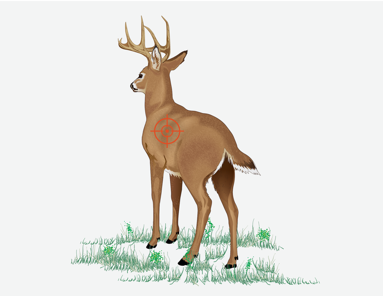 Illustration showing a deer and a quartering away shot. 