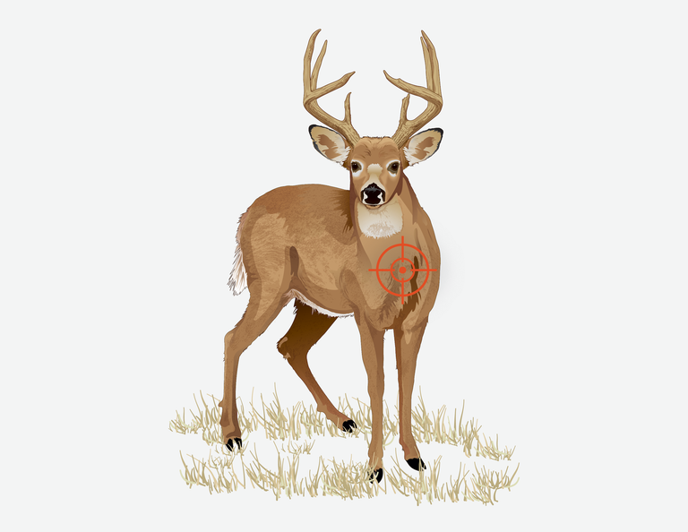 Illustration showing a deer and a quartering toward shot. 