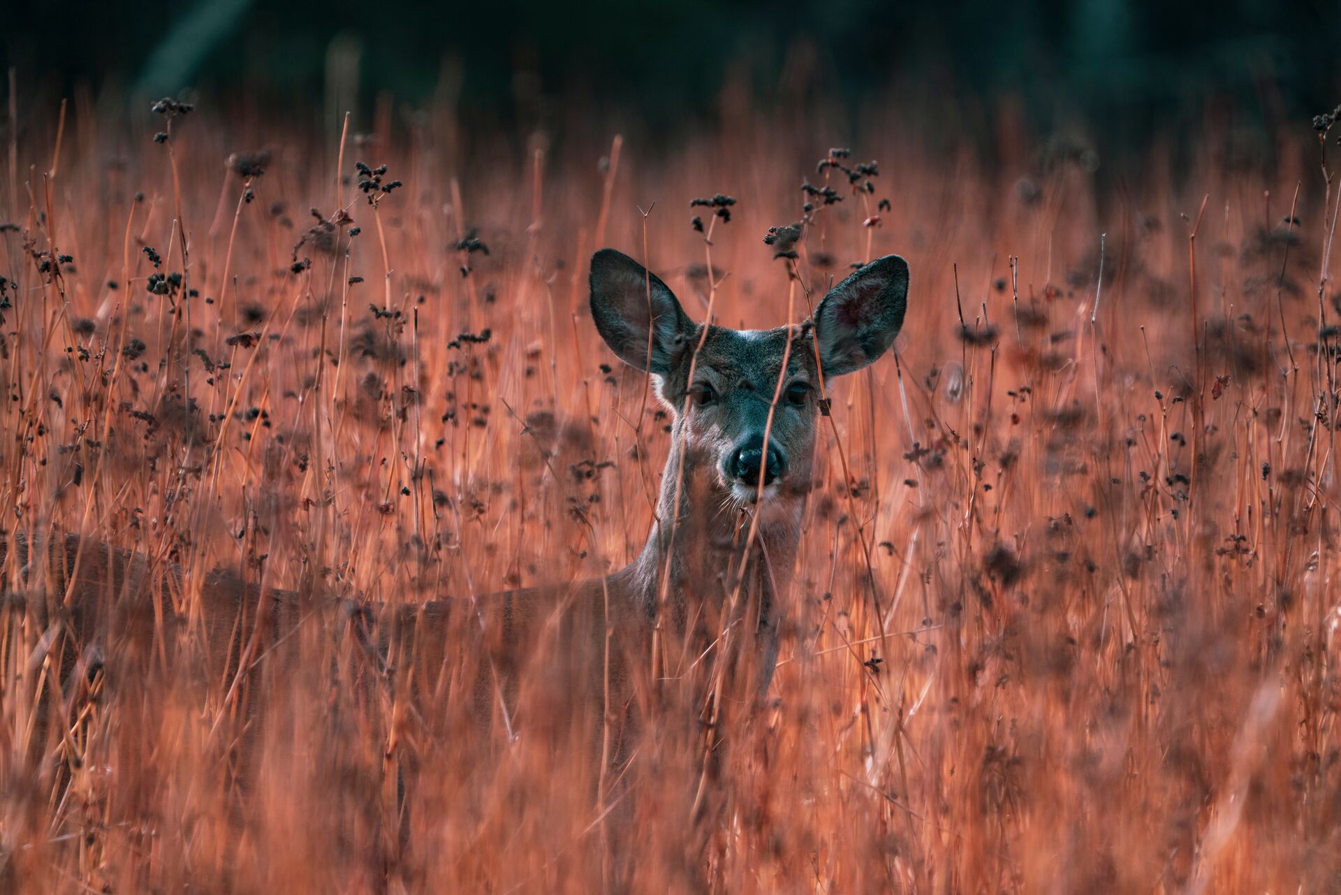 A deer looking through the brush, what smells repel deer concept.