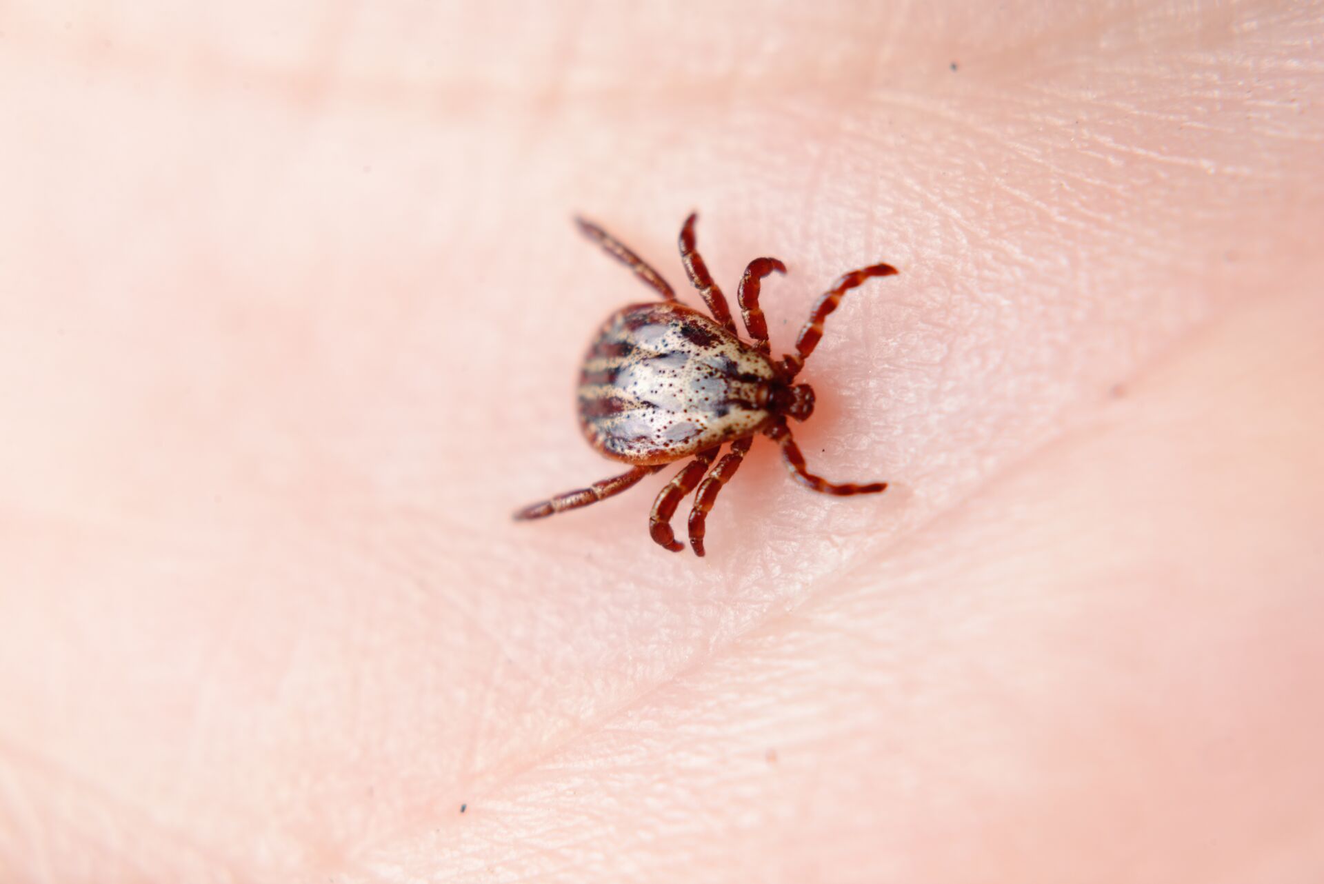 A tick on skin, can deer smell bug spray concept.