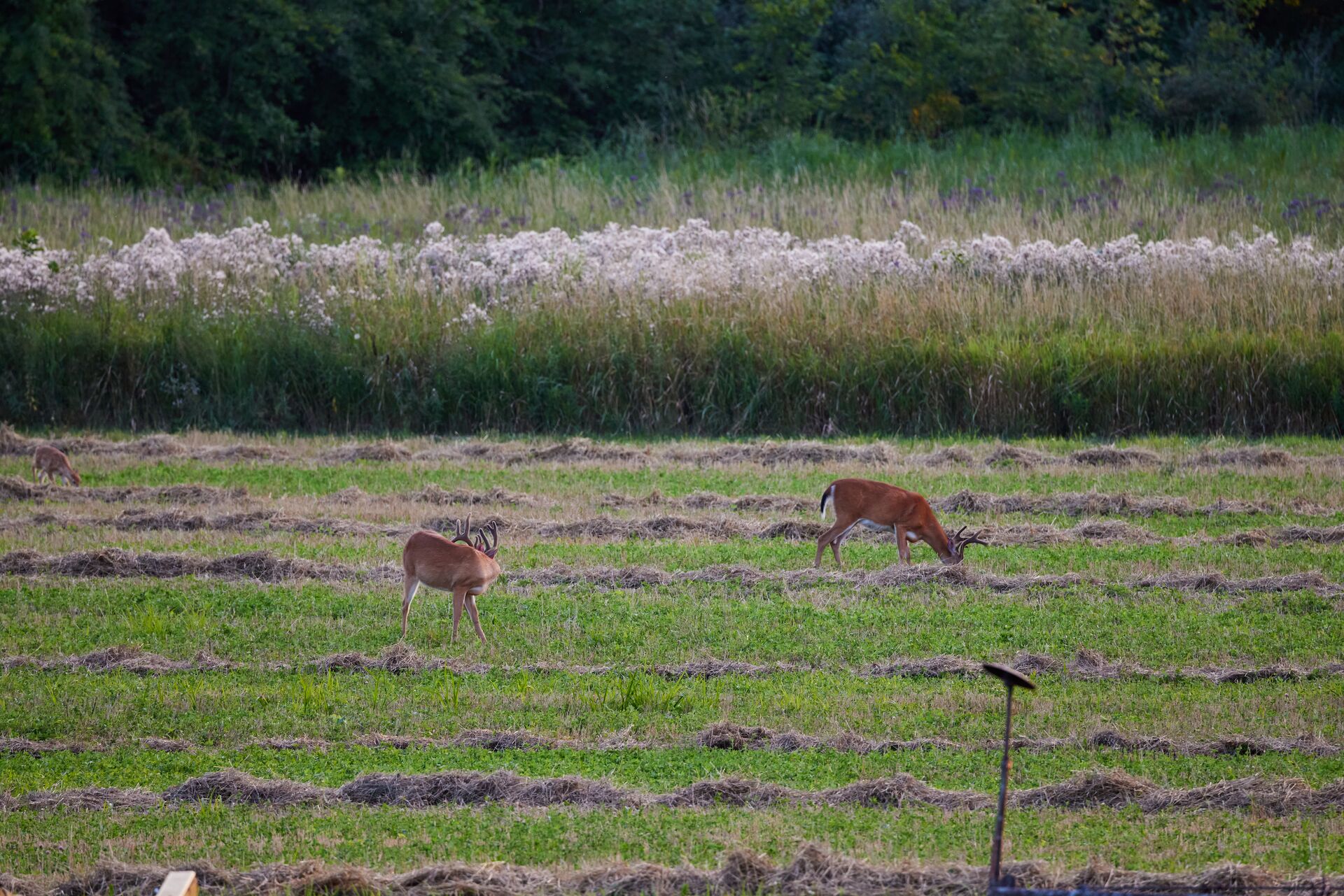 Two deer grazing in green field, can deer smell thermacell concept.