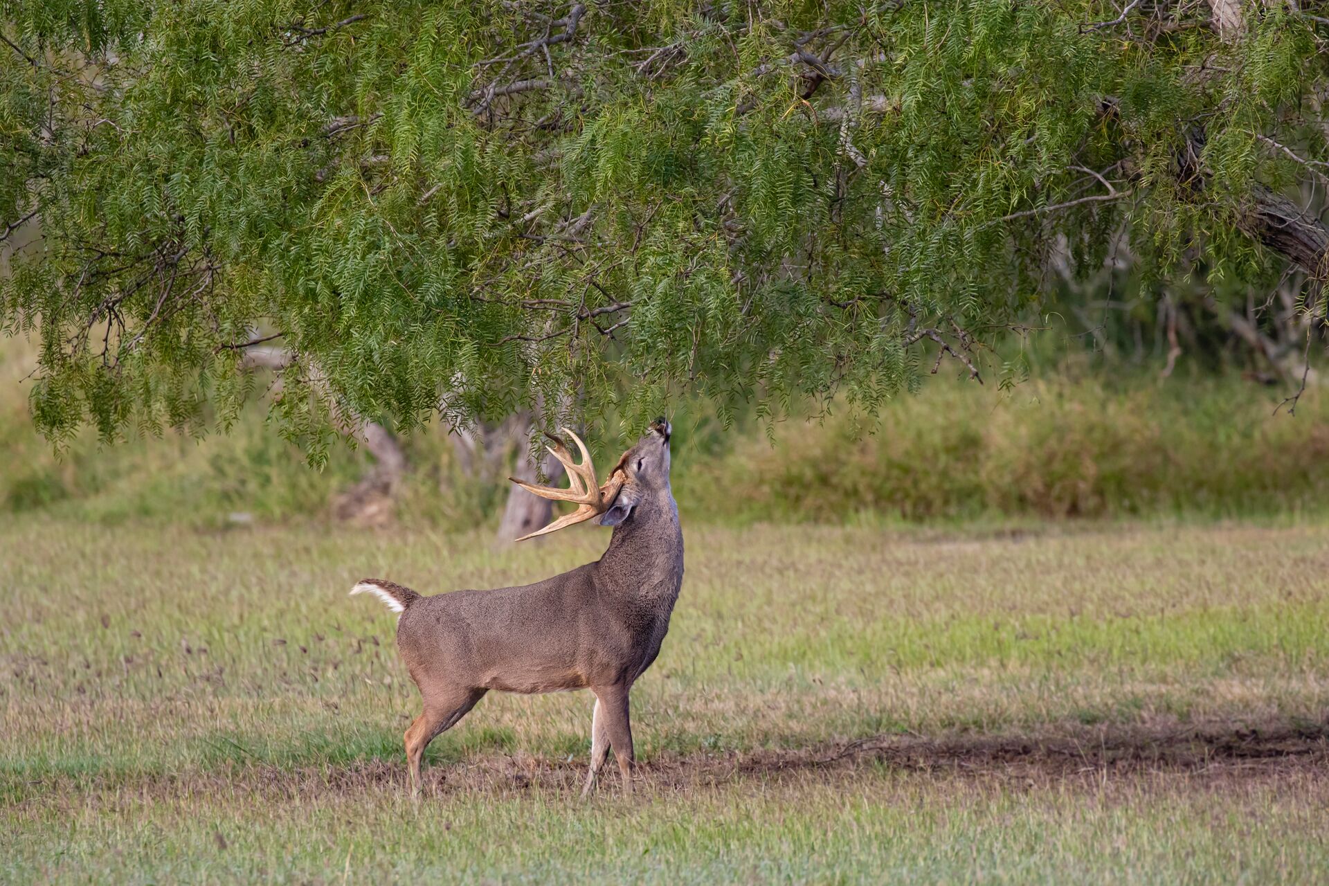 Buck deer calling in a field, learning deer body language concept.