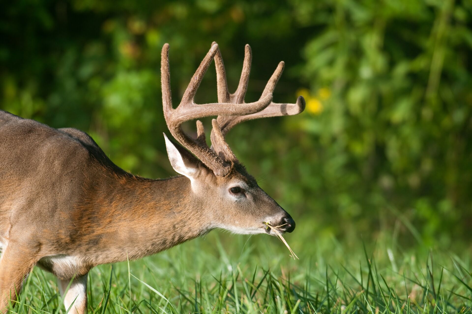 A buck deer grazes comfortably in a field.