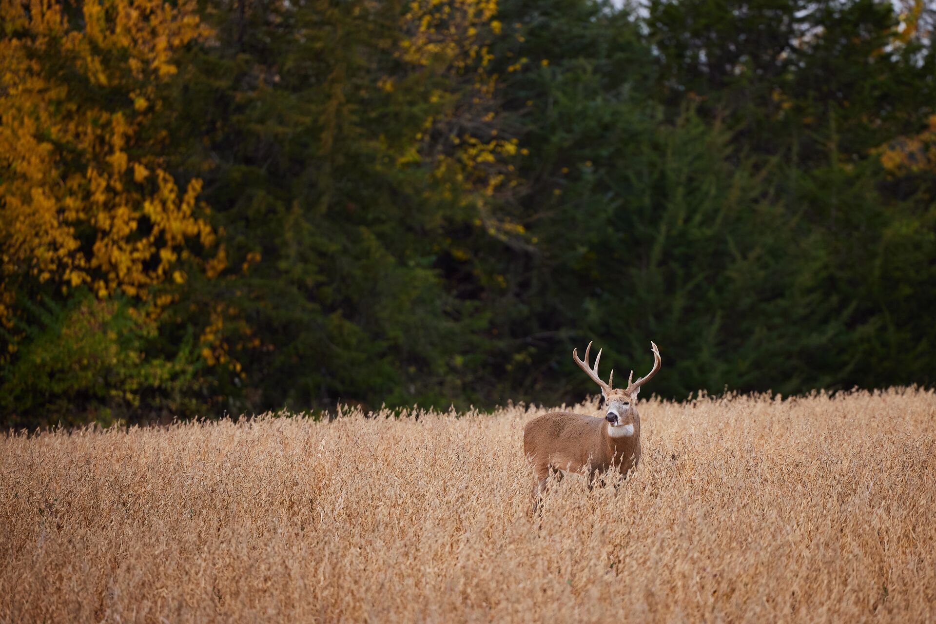 Buck deer on alert in a field, understanding deer body language concept.