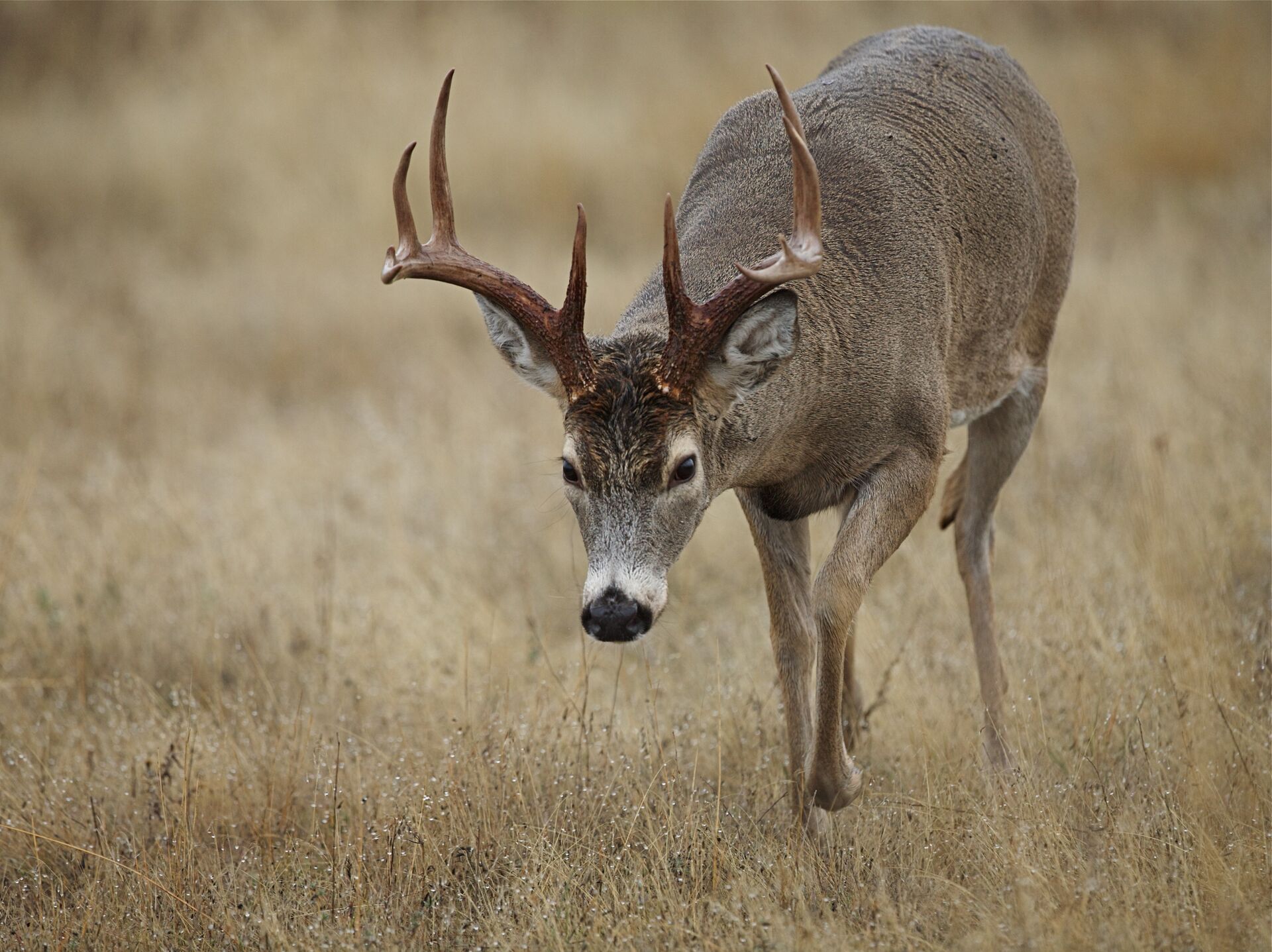 Buck deer with head down and stomping hoof, how to tell if a deer is going to attack concept.