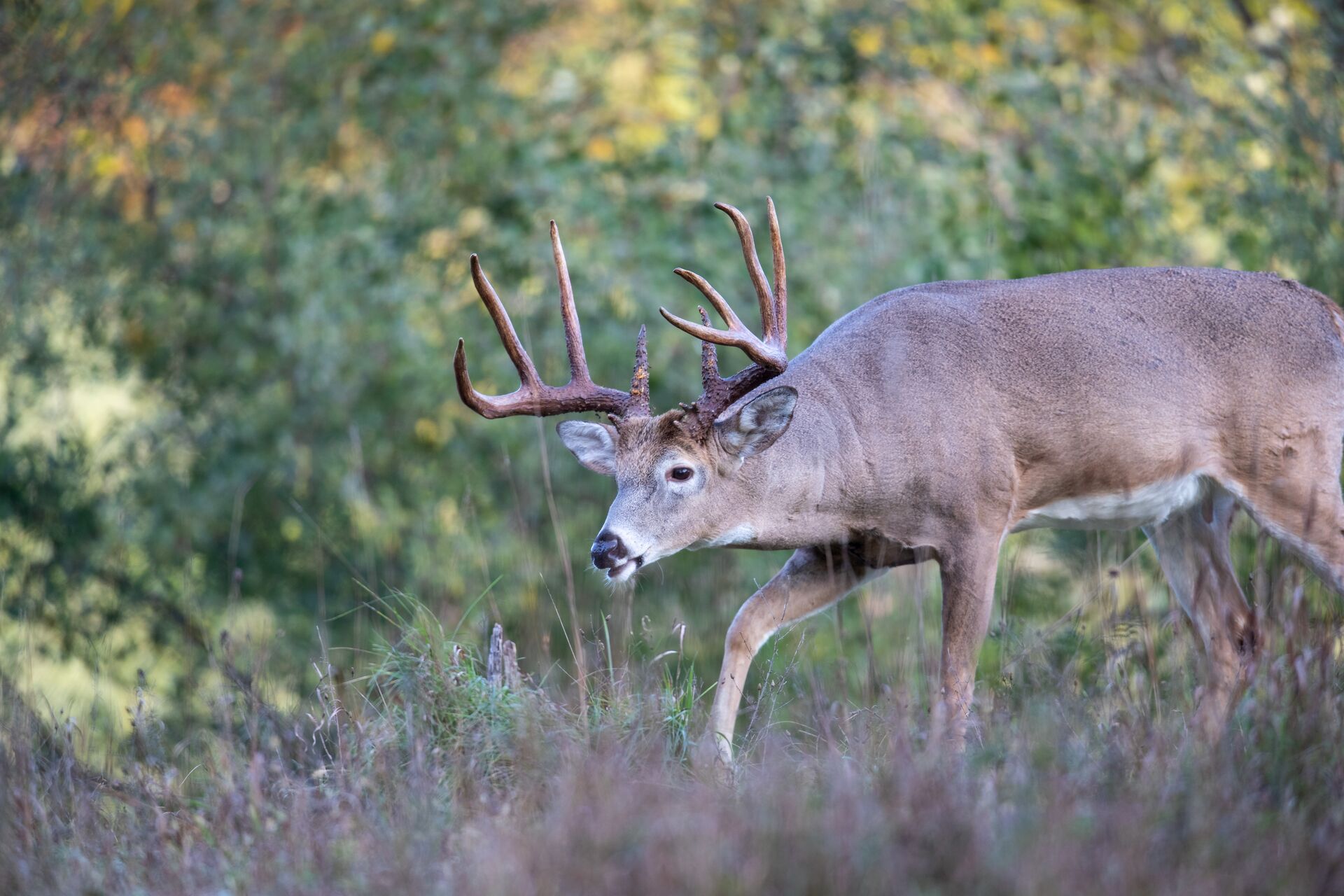 A buck deer in the brush with head down, deer body language concept.