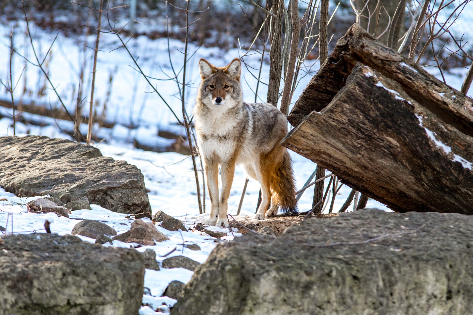 Coyote looking from behind rocks and a log.
