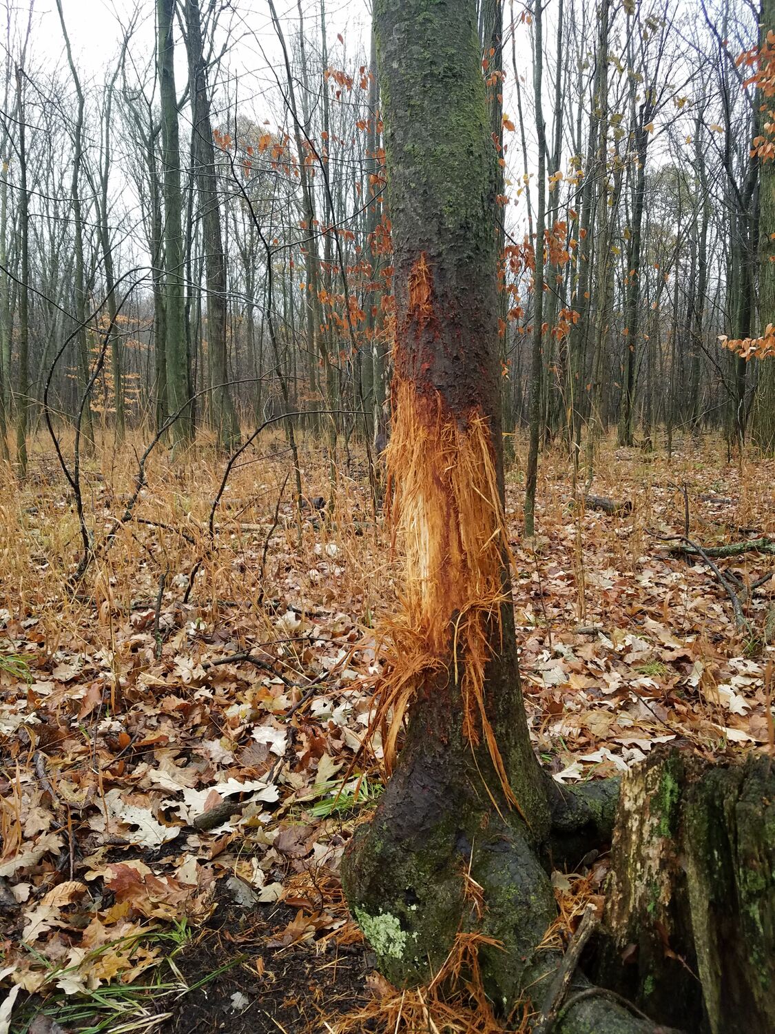 Deer scrape on a tree in the woods.