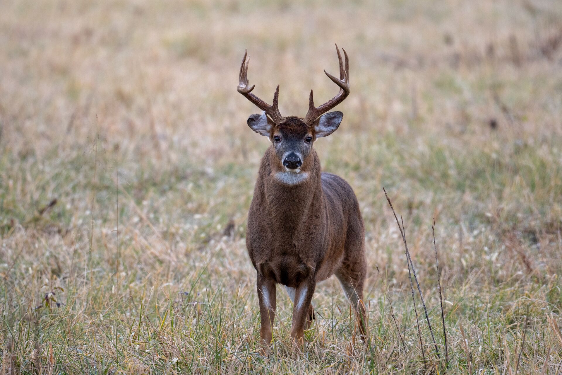 Buck deer stares straight ahead, how far can deer smell concept. 