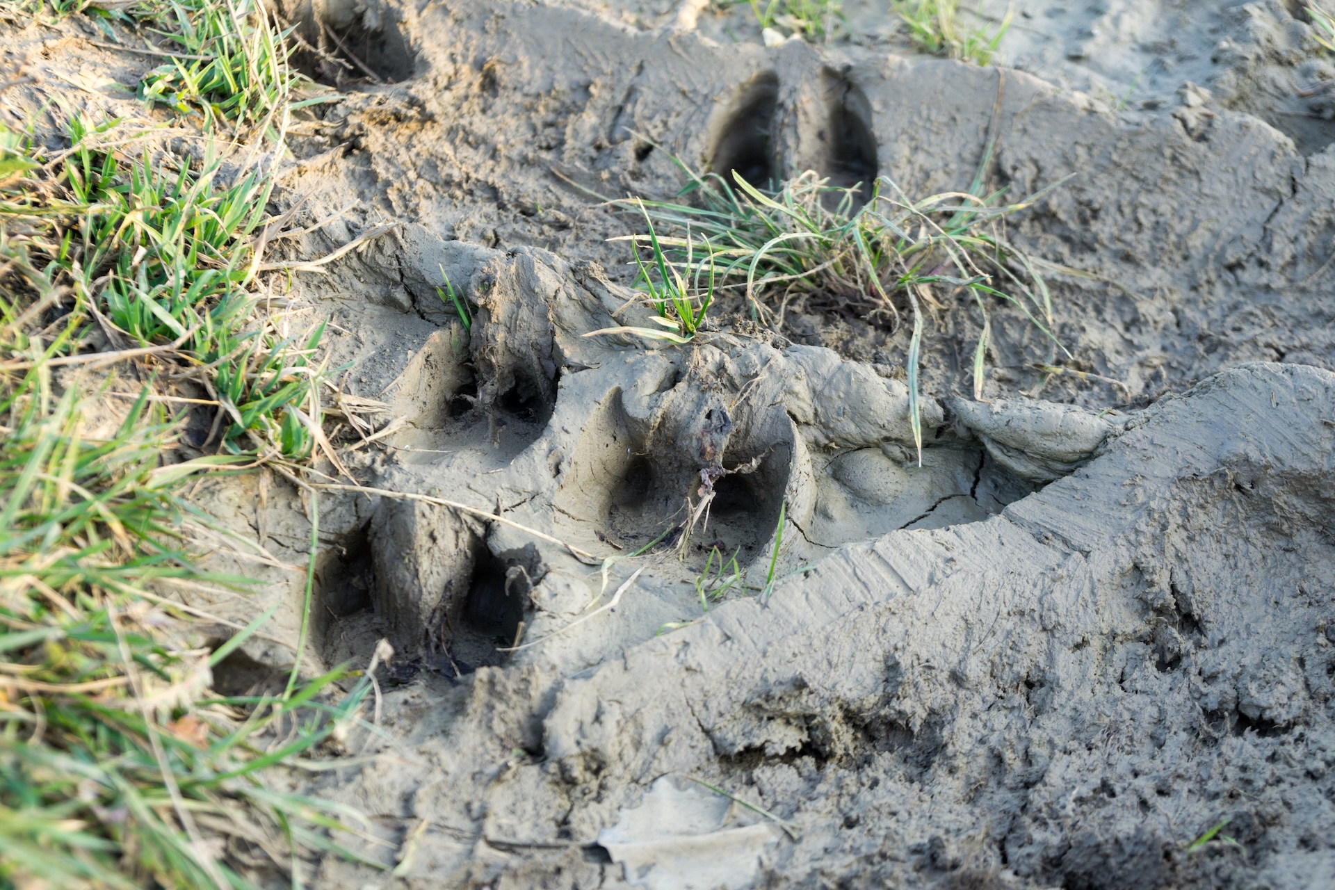 Multiple sets of deer tracks in the dirt. 