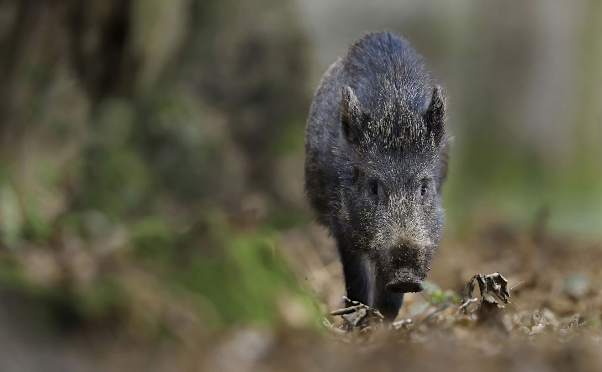 Close-up of wild hog in the brush. 