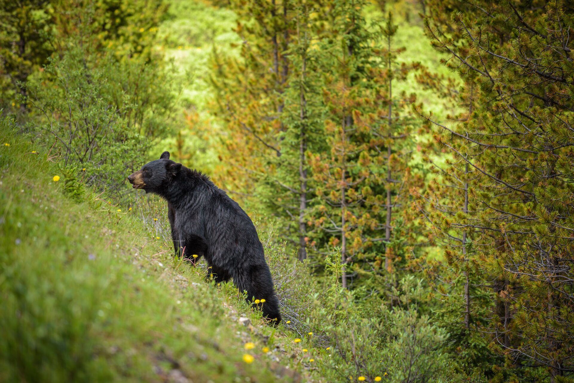 Black bear on a green hillside.