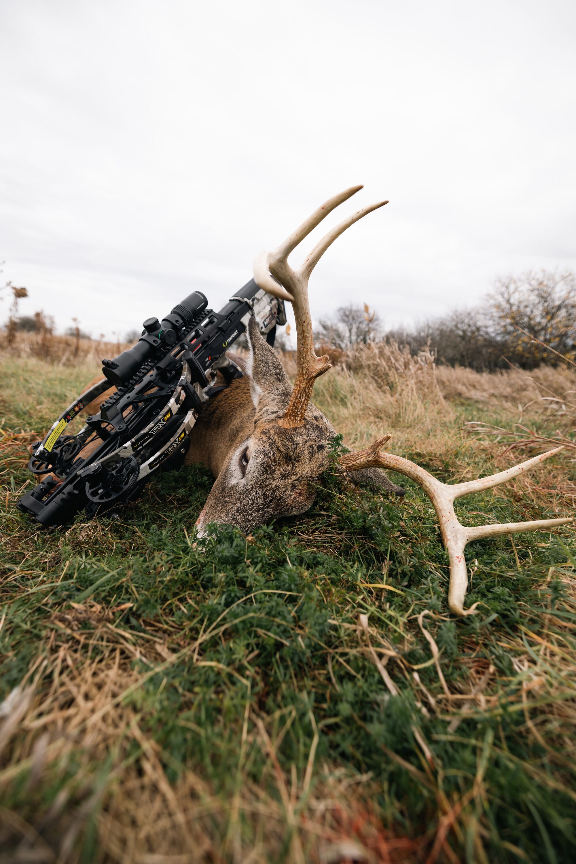 Bow with buck deer on ground after hunt. 