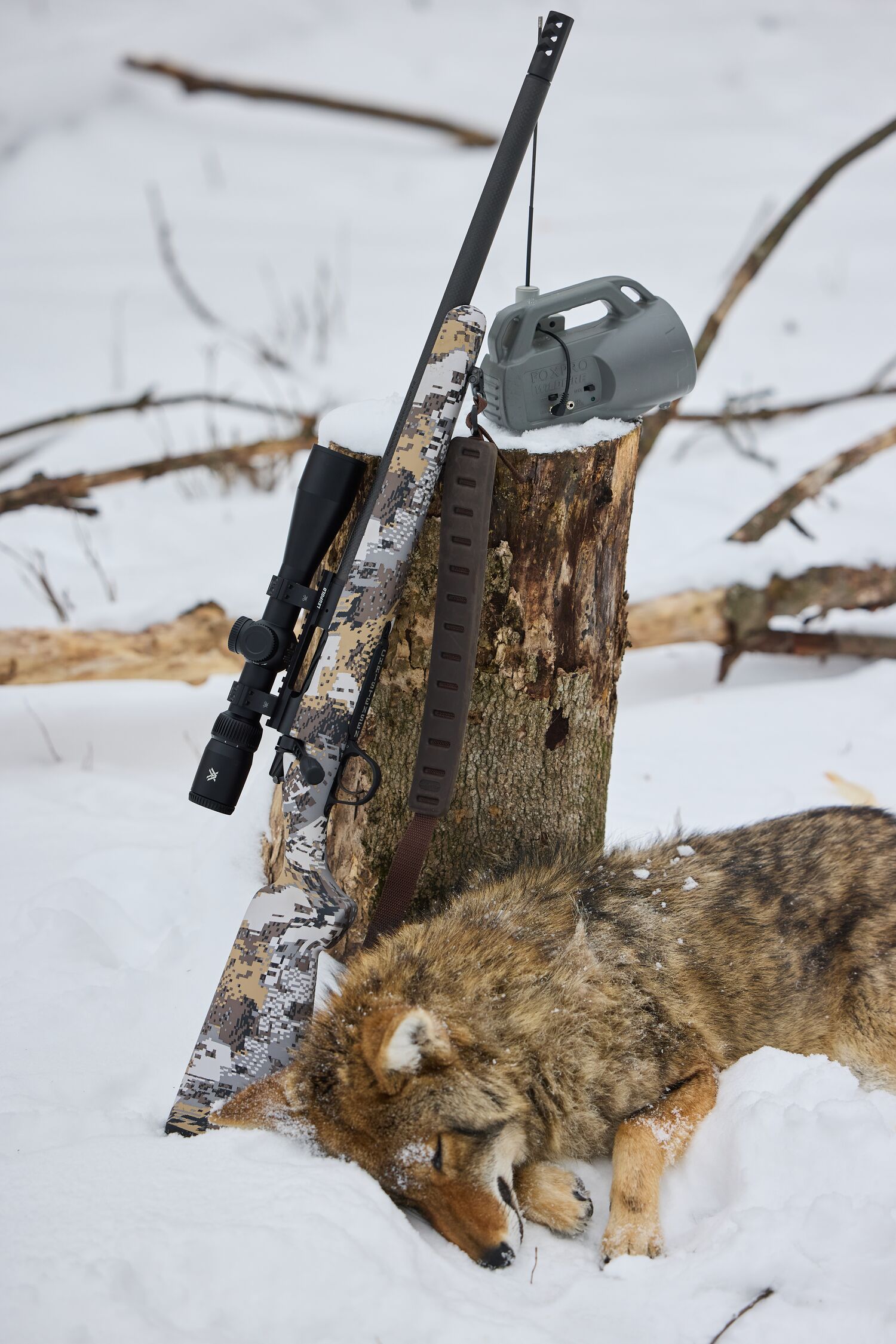 Coyote down in the snow near stump, rifle, and call. 