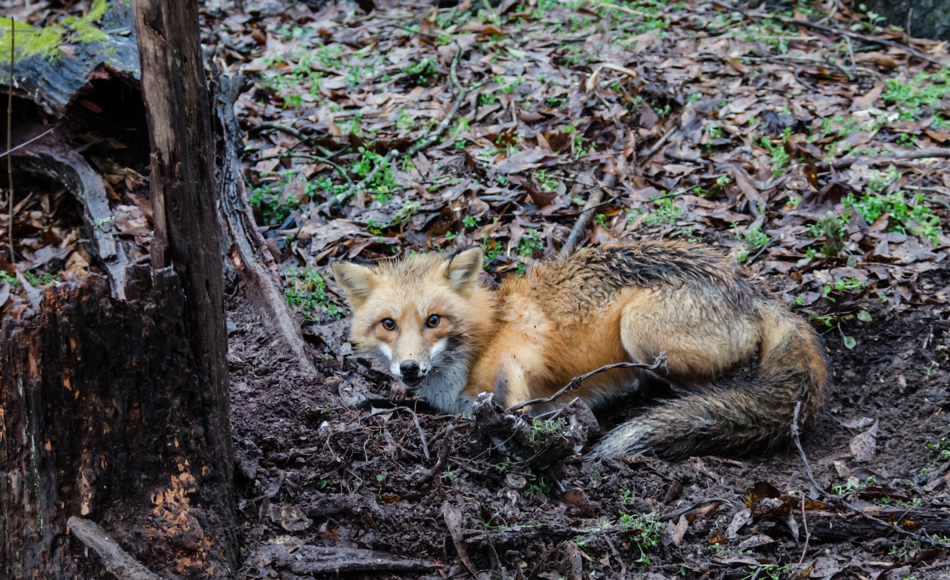Fox caught in a trap
