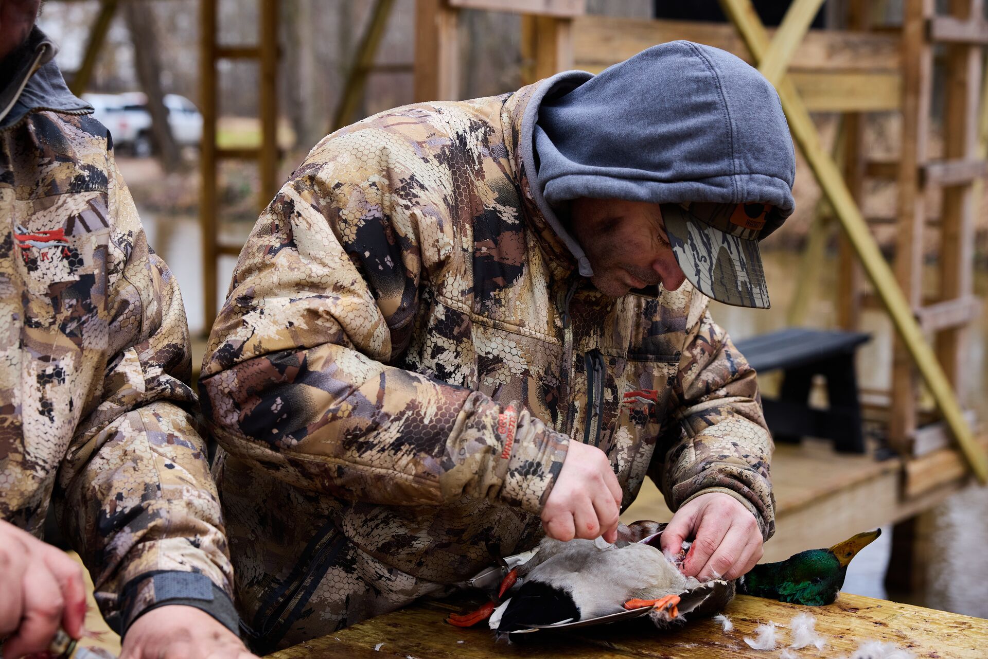 Hunter field dressing waterfowl after hunt.