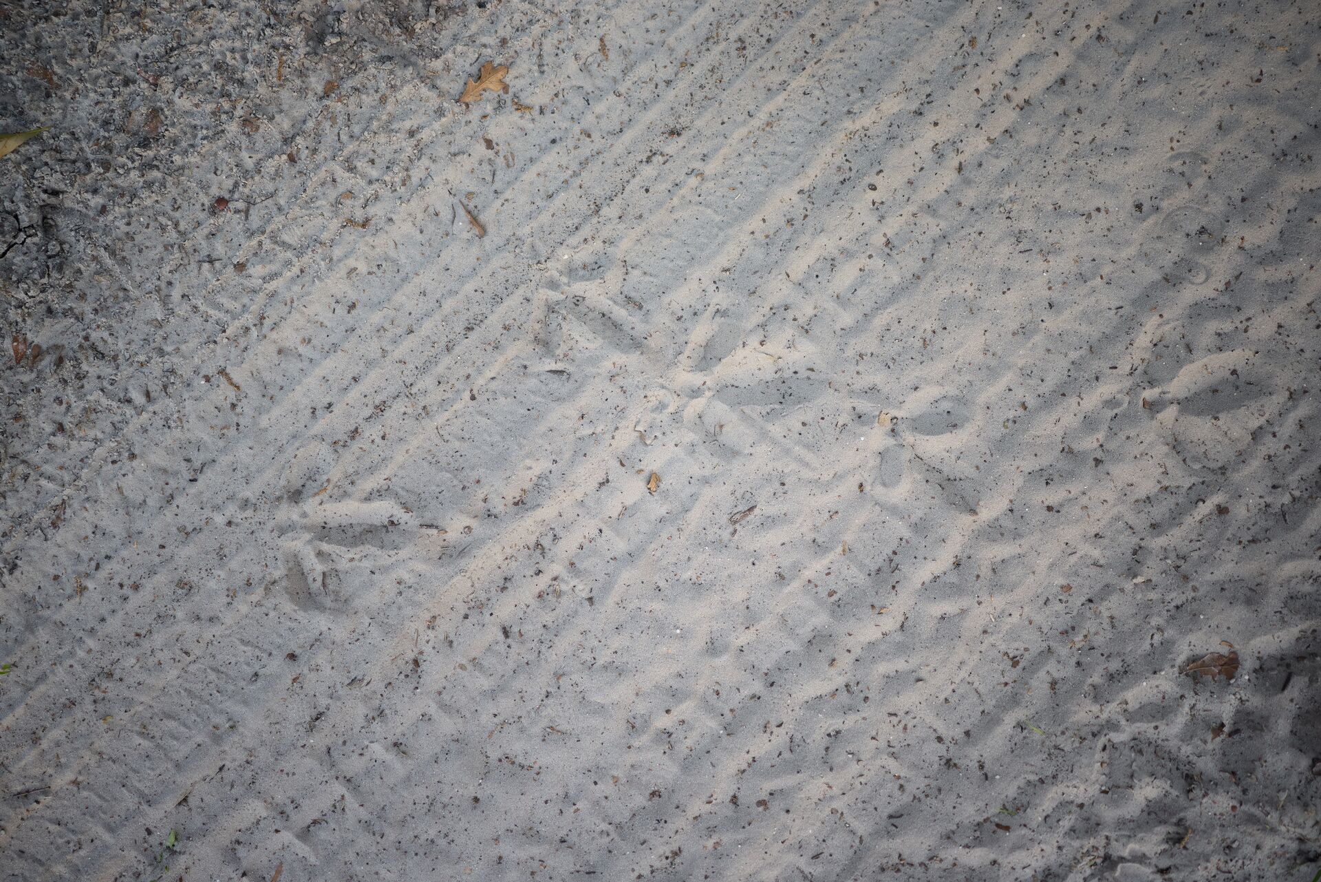 Set of turkey tracks in the sand, how to start hunting concept. 