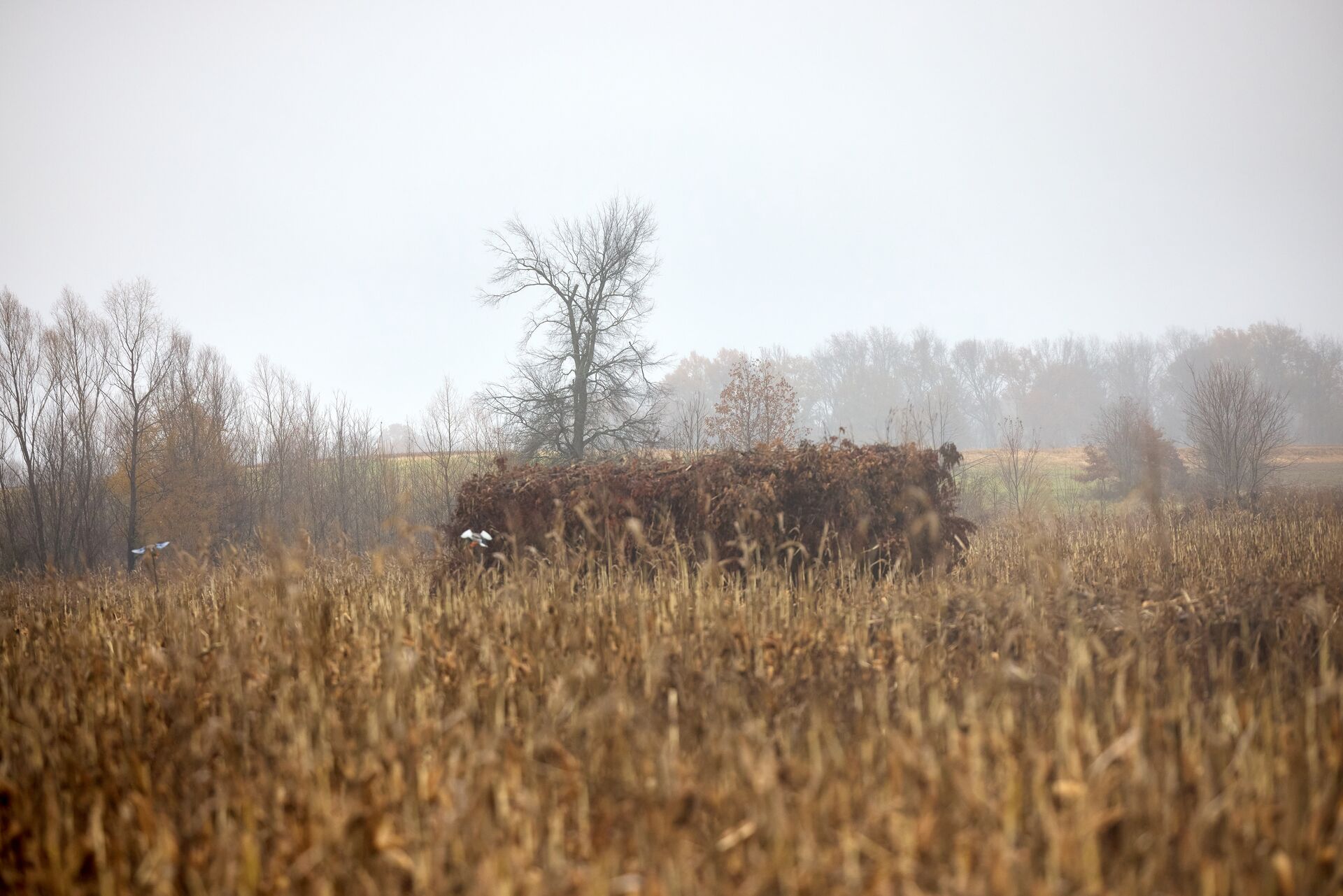 Waterfowl hunting blind in the distance. 