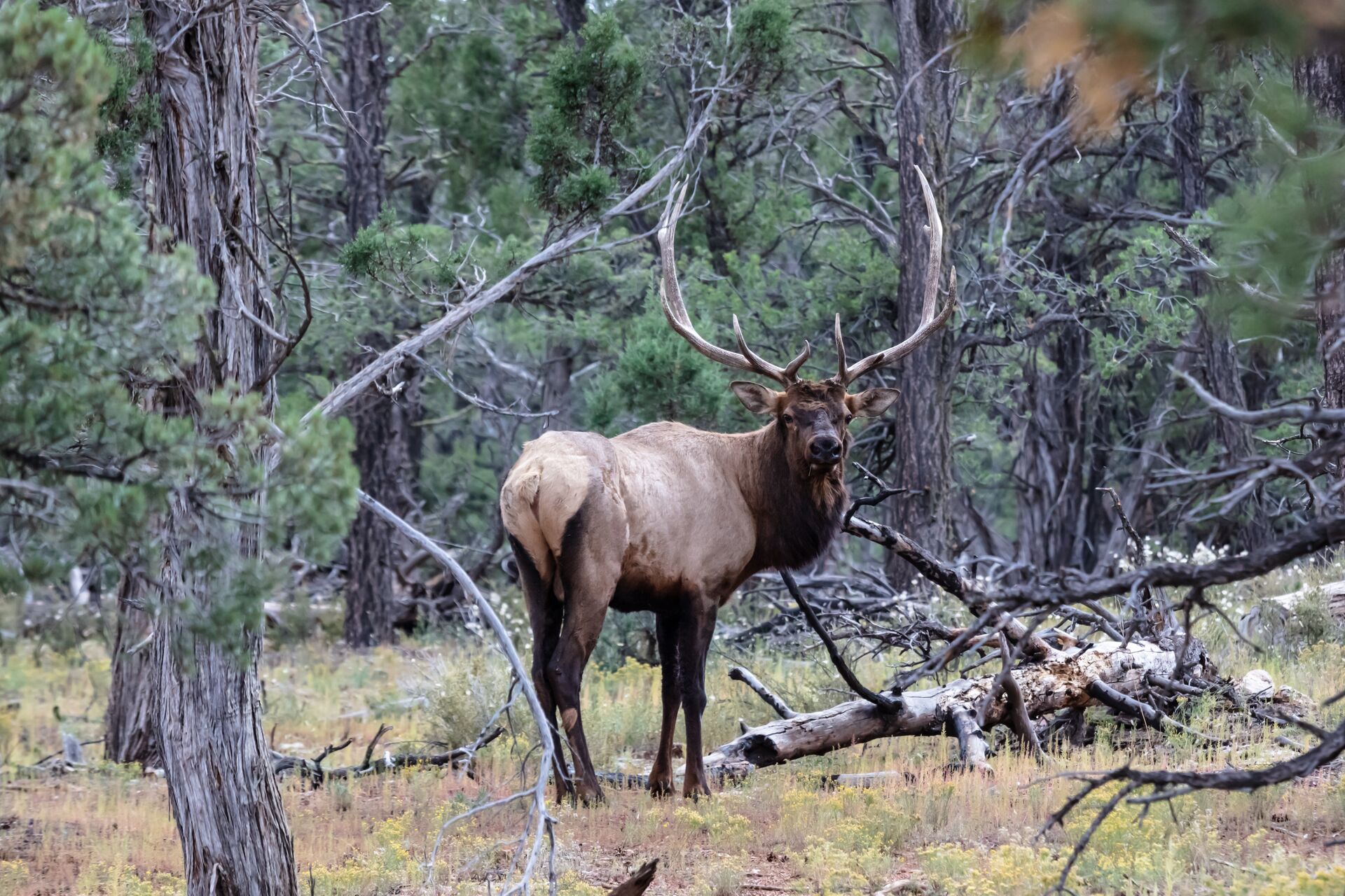 Bull elk alert in the woods, elk hunting tips concept. 