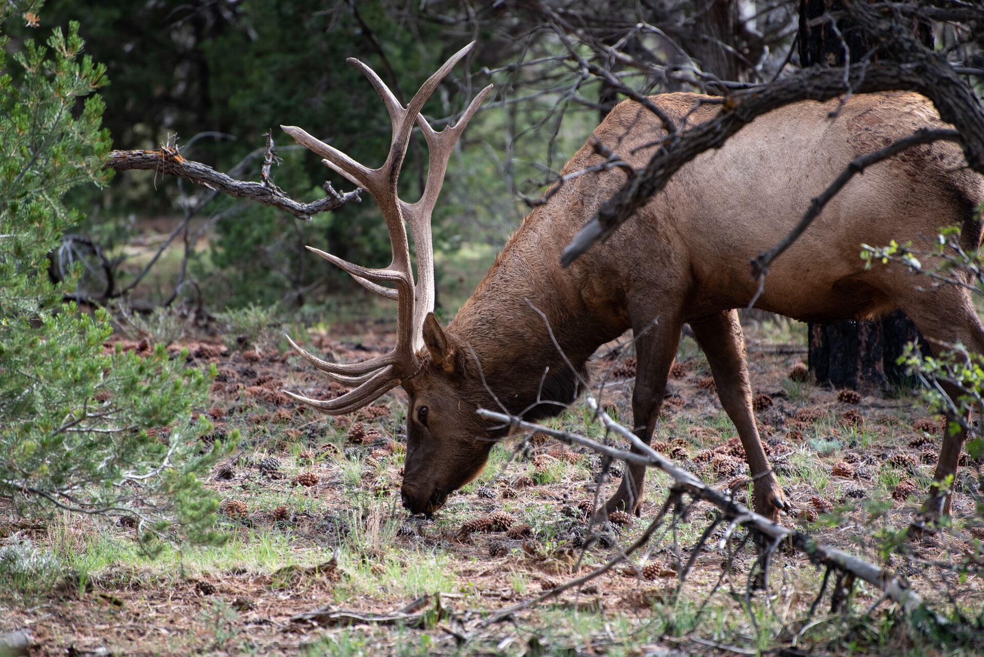 Bull elk with head down in the woods, elk hunting tips concept. 