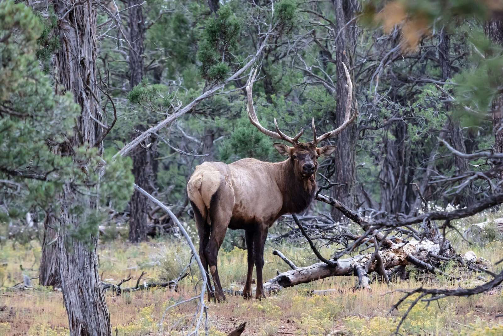 The Best Elk Hunting Tips for Success | ilearntohunt