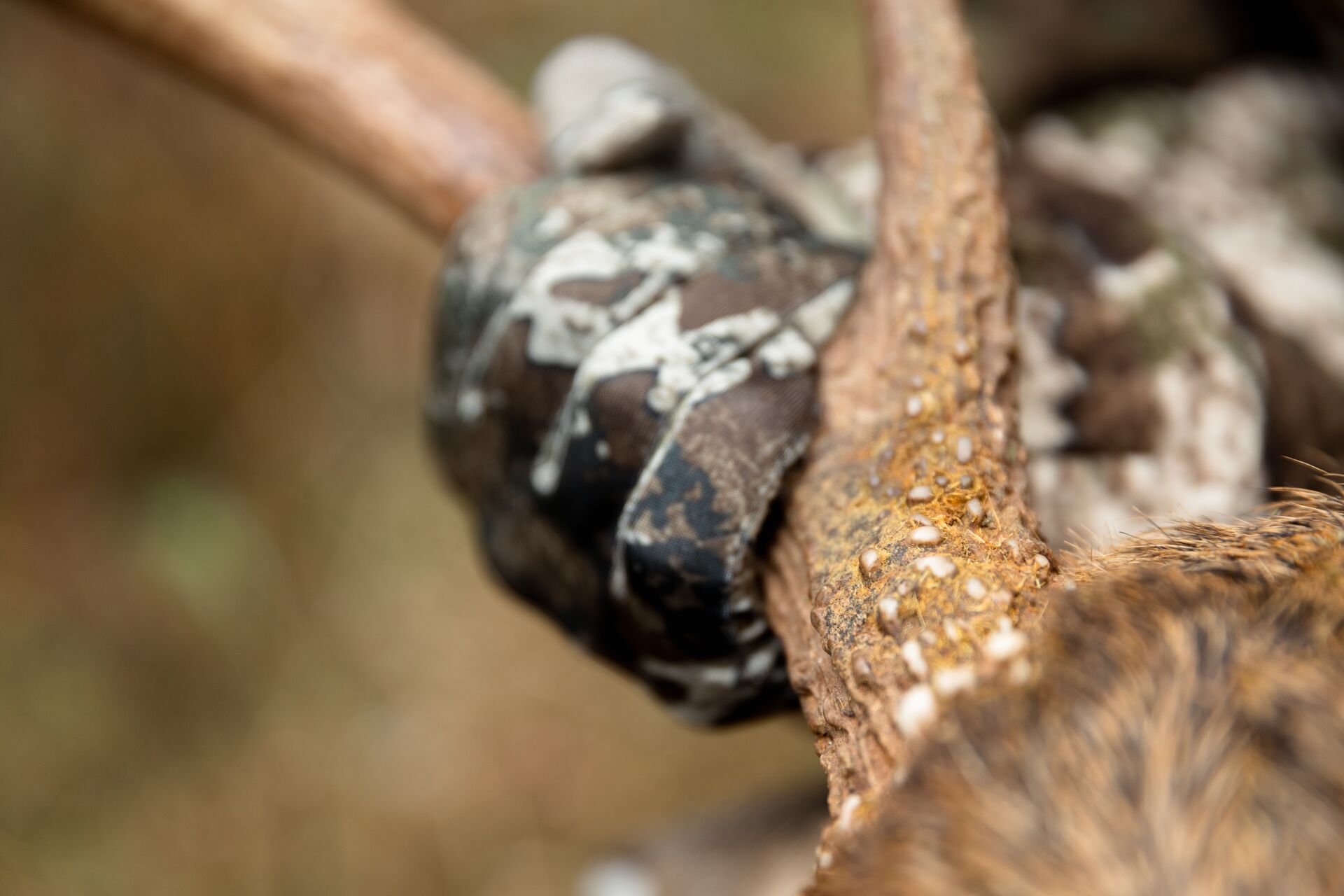 Close-up of a hand holding deer antlers on deer after hunt, whitetail deer hunting concept.