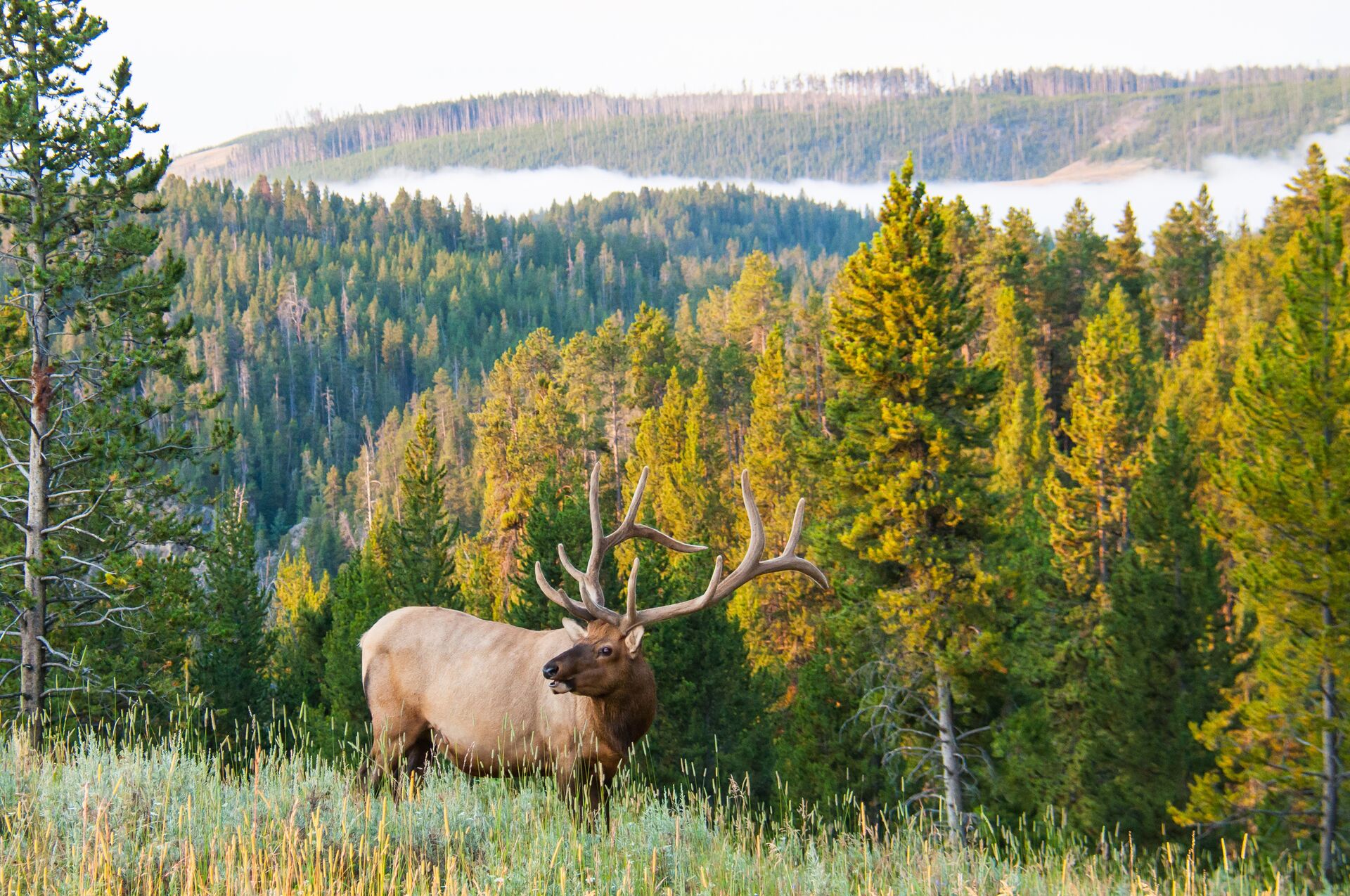 Bull elk on the side of a mountain, use a bow for elk hunting concept.
