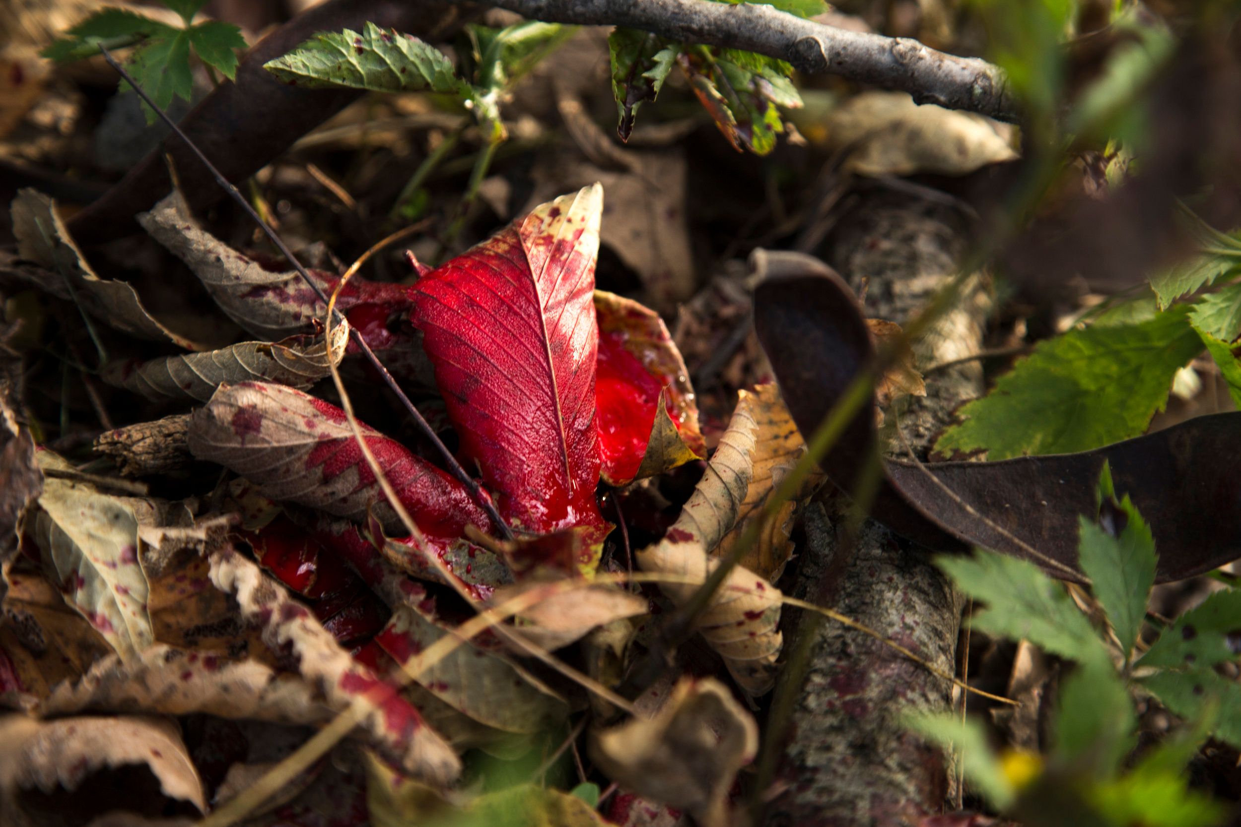 Blood spots on a leaf after a hunt.