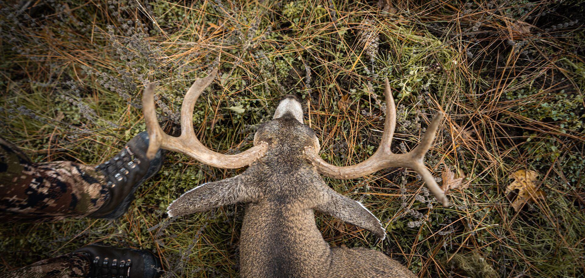 Looking down at buck on ground after hunt, how long to wait after shooting deer concept.