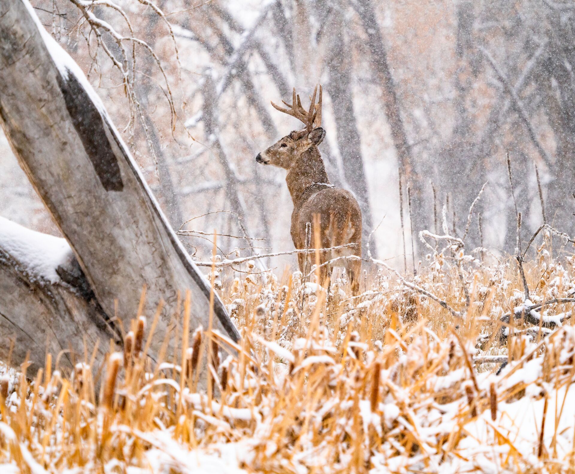 Buck deer in snow and woods. 