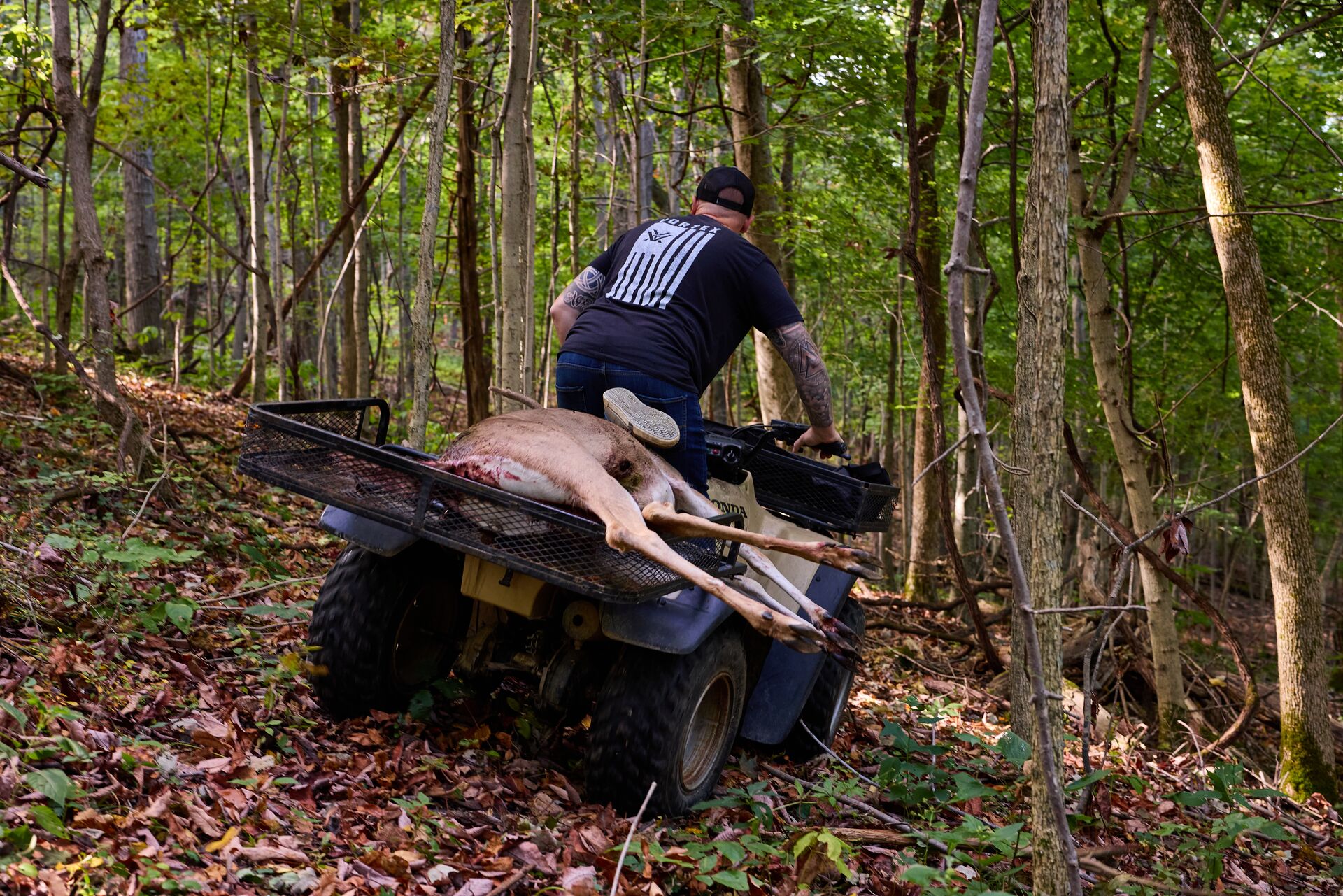 Hunter carries deer out of woods on ATV, deer hunting tips concept. 