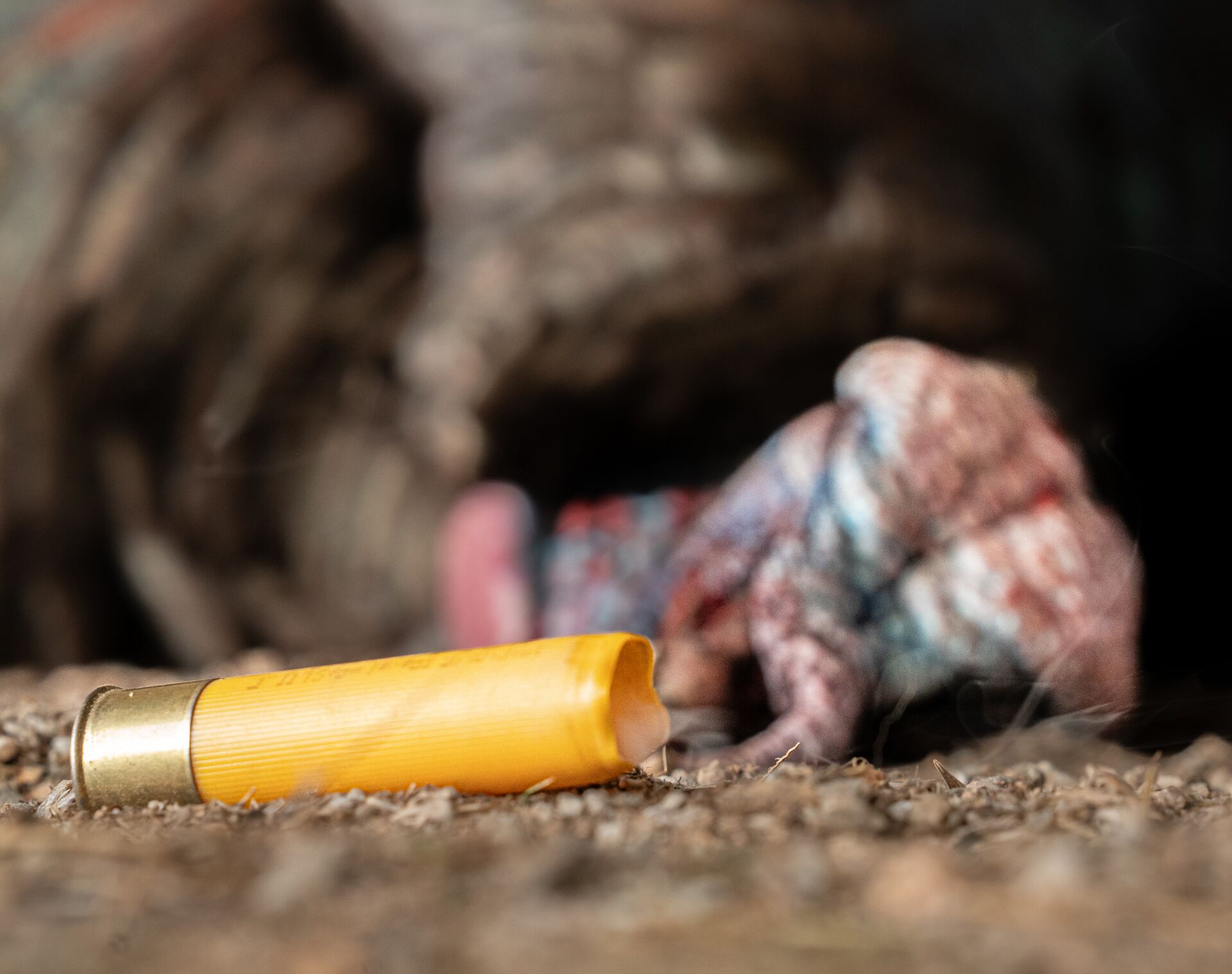 Spent shotgun shell with blurred turkey in background, know different types of ammunition concept. 
