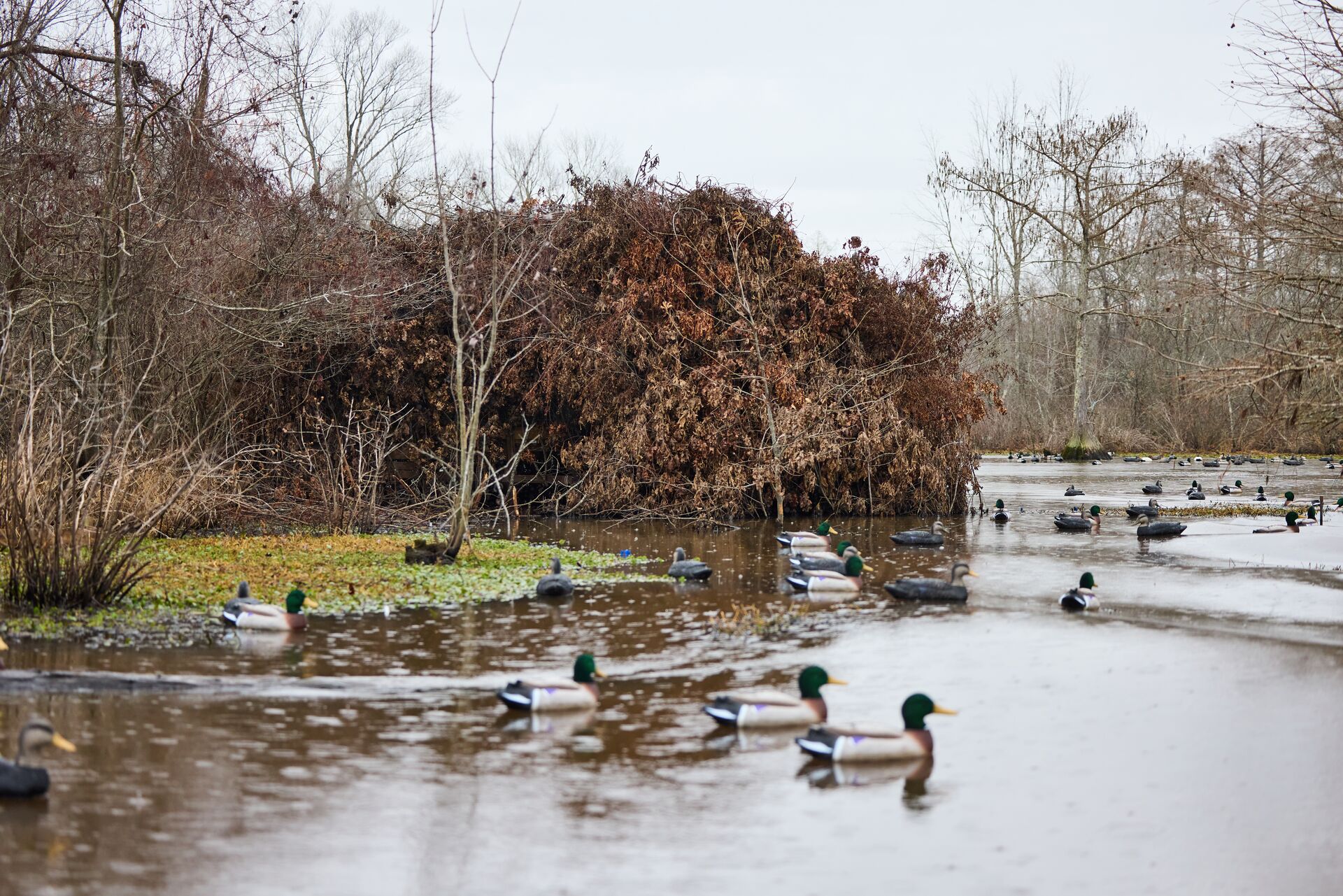 Duck decoys on the water, duck hunting tips for hunters concept.
