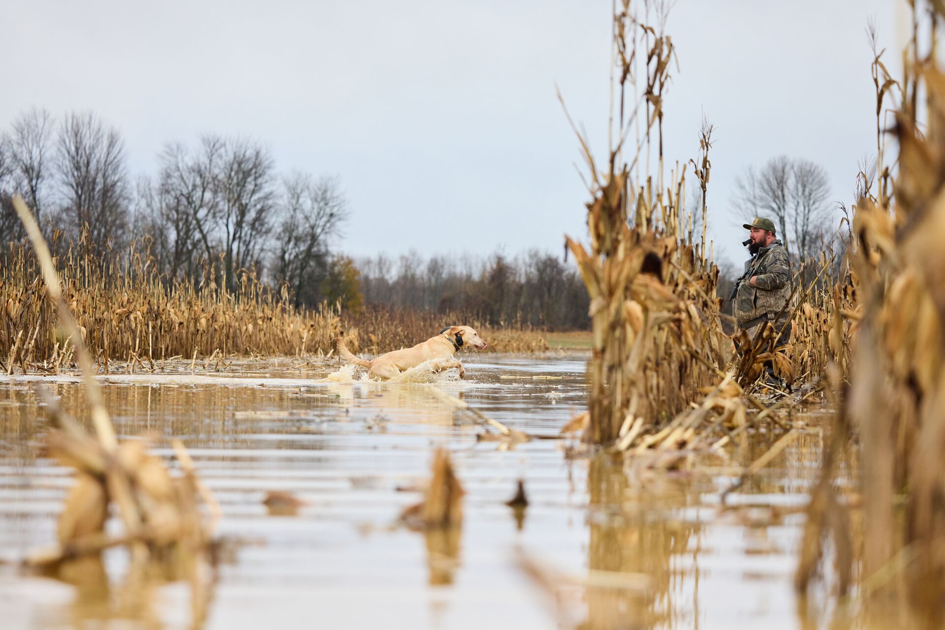 Duck hunter in the water with hunting dog.