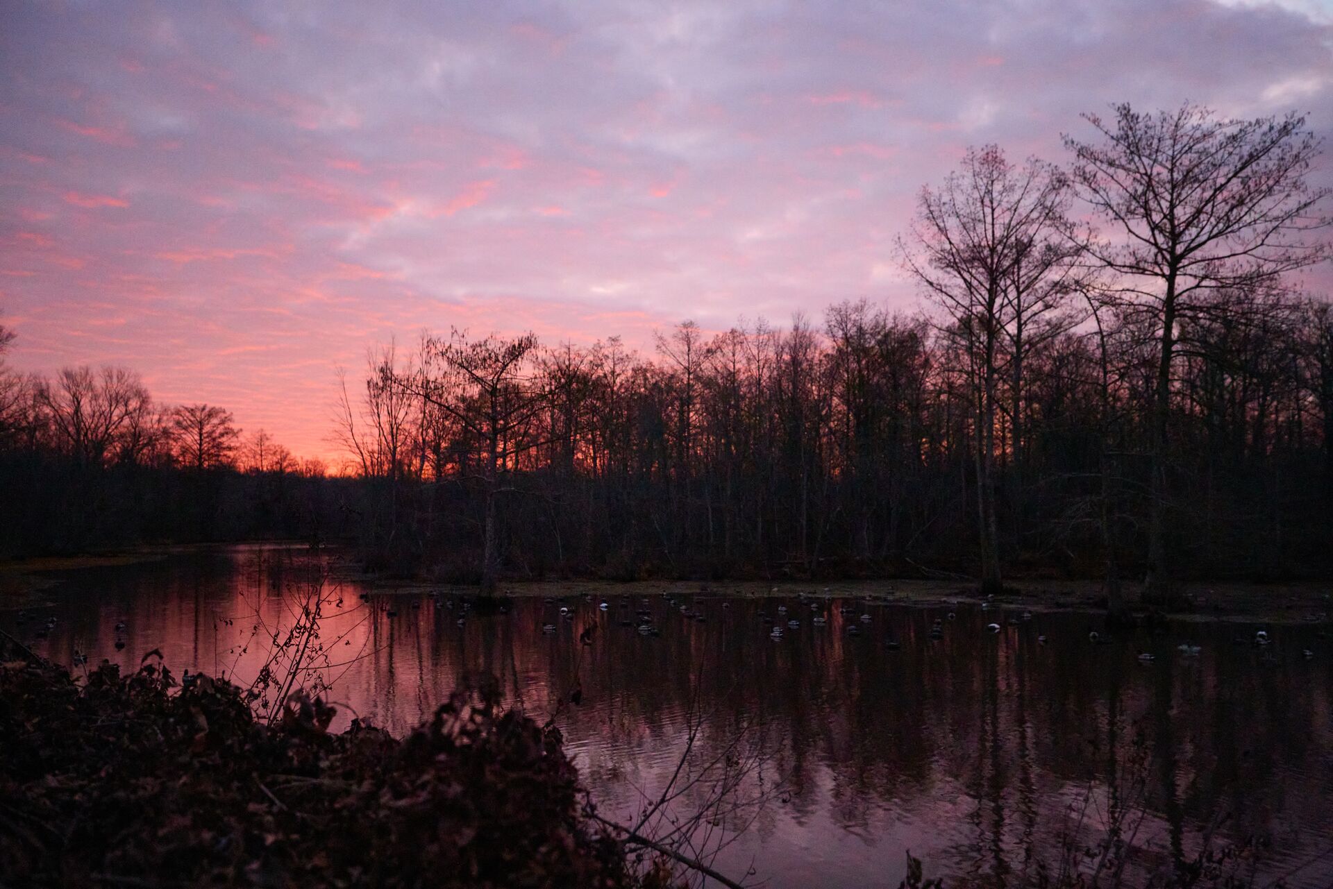 Early morning scene at a duck hunting location, how to get into duck hunting concept.