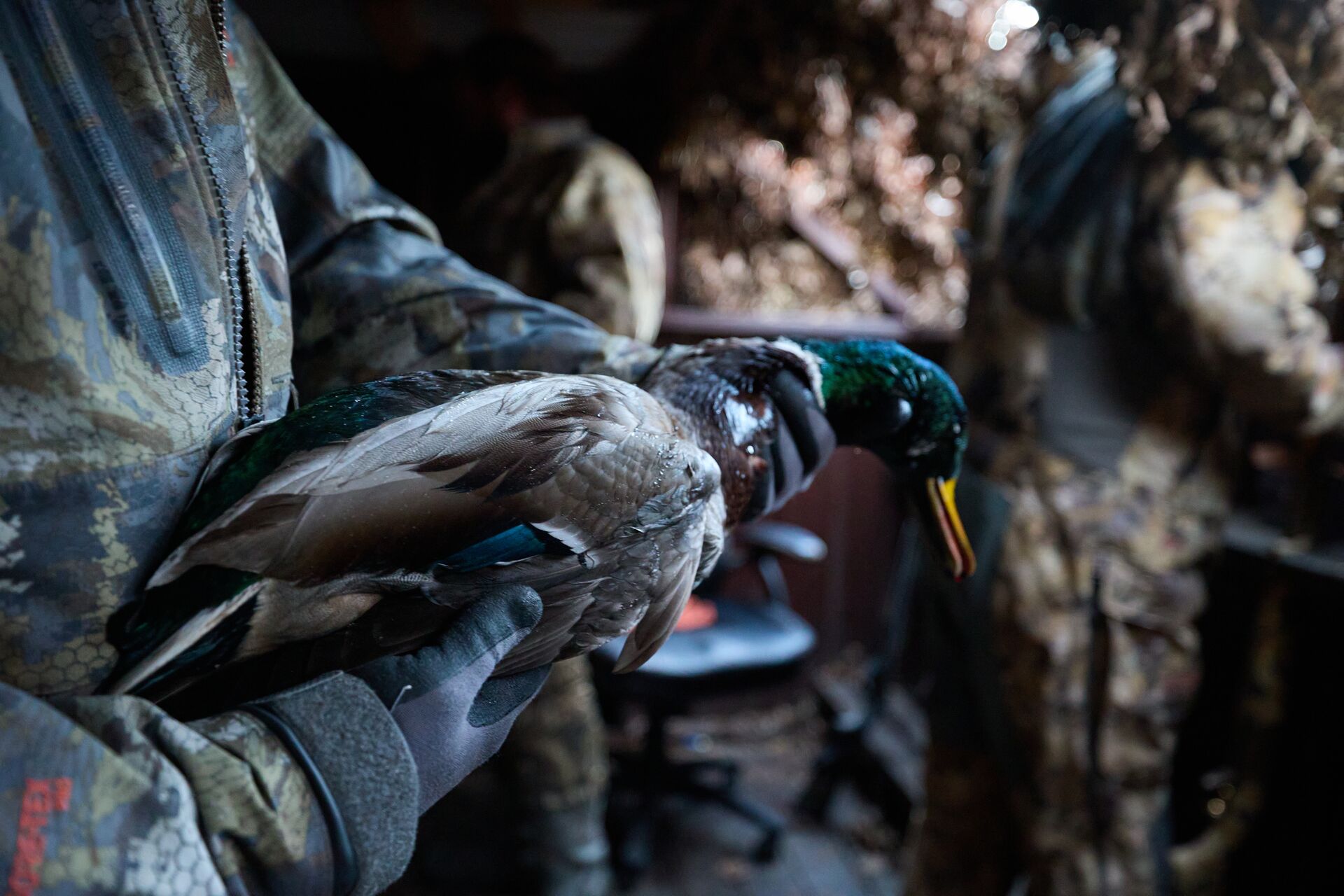 Hunter holds duck during hunt, duck hunting tips concept.