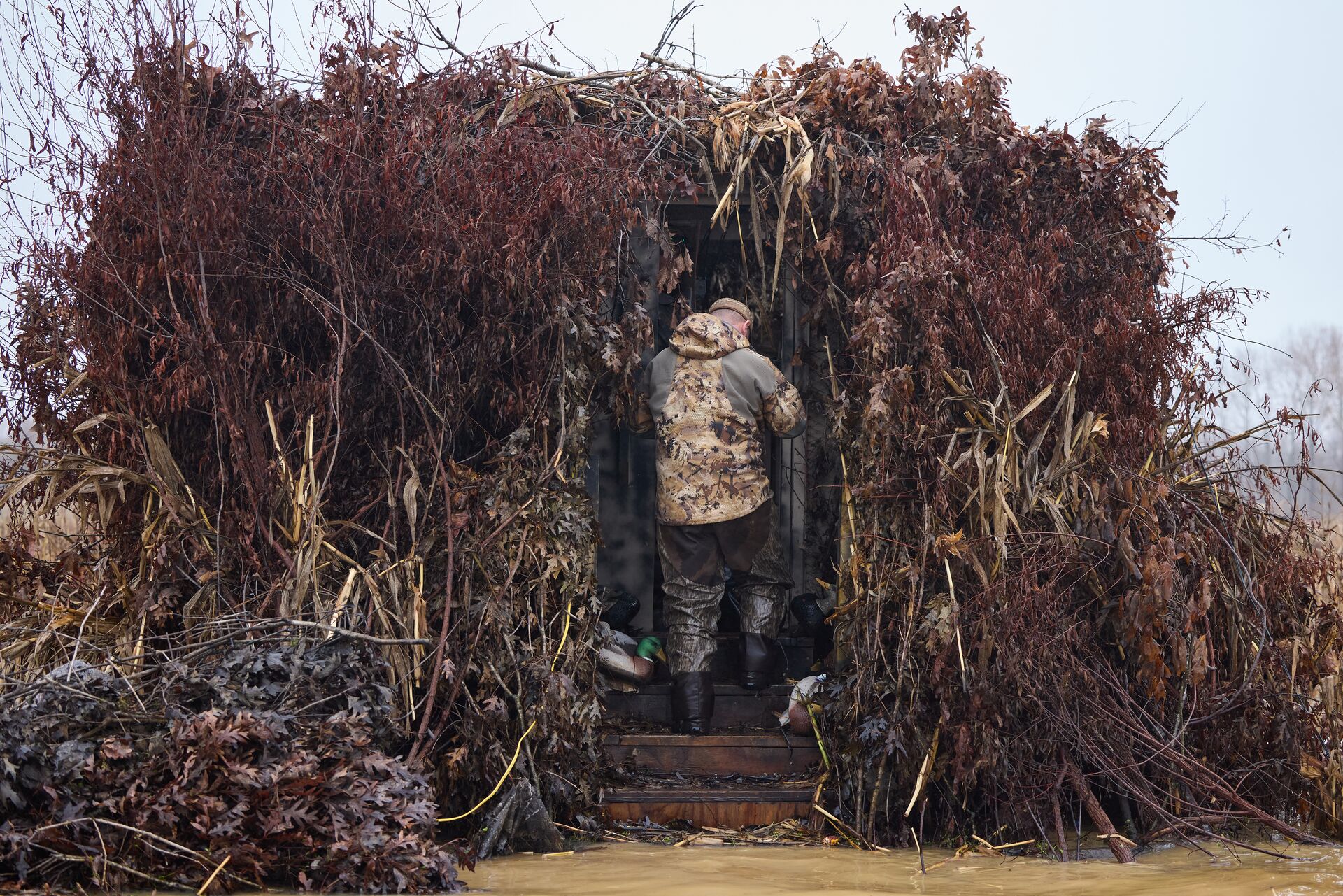Hunter in camo goes into duck blind, how to get into duck hunting concept.