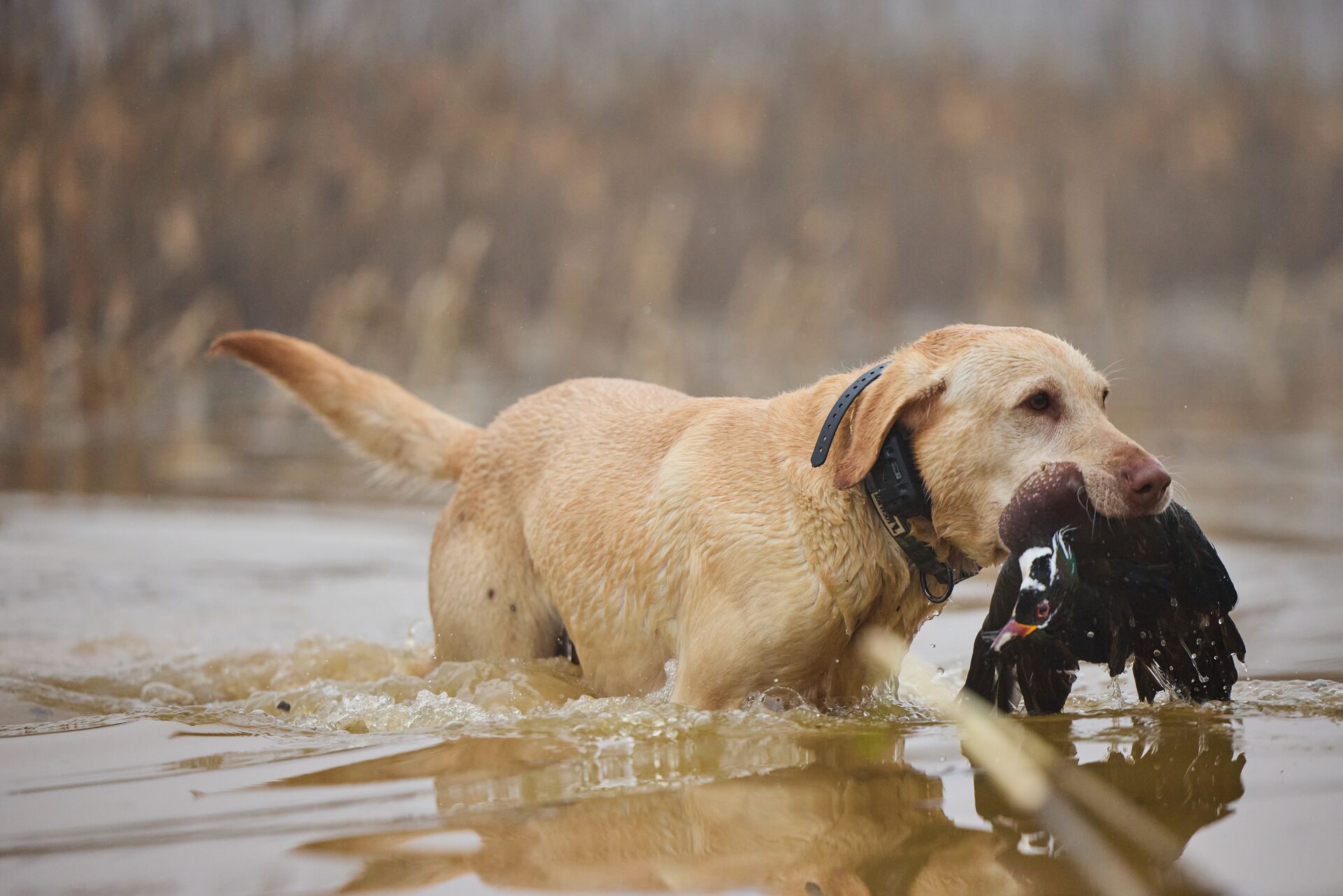Hunting dog carries duck out of water, duck hunting tips concept.