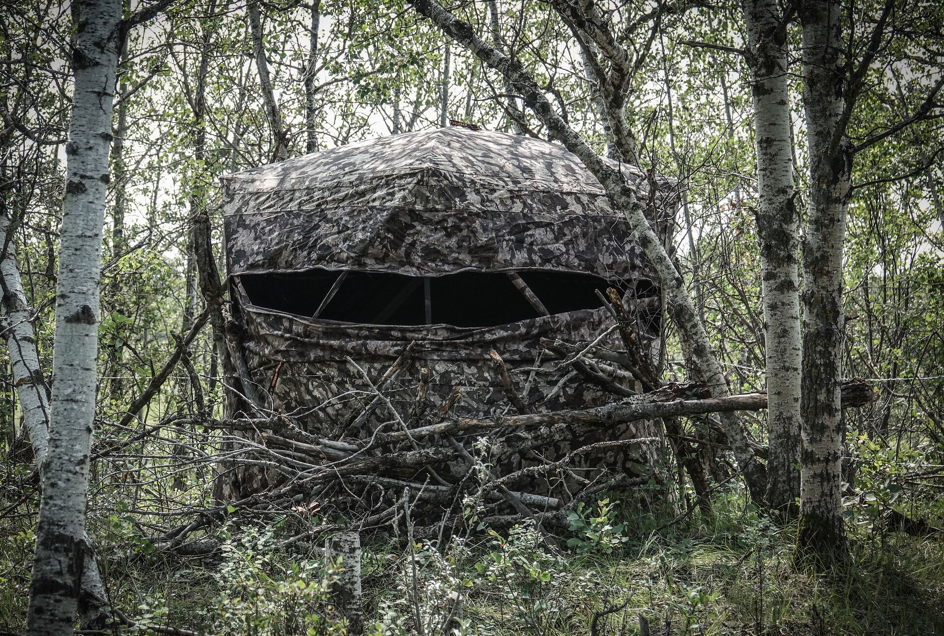 Hunting blind camouflaged in trees, hunting ground blinds concept.