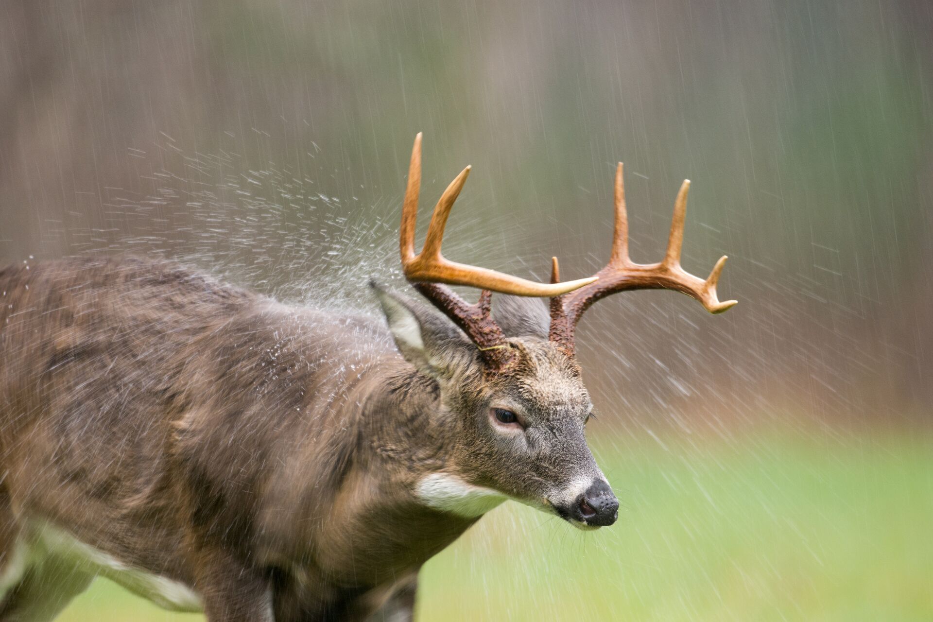 Buck deer in the rain, understand the hunting forecast concept. 