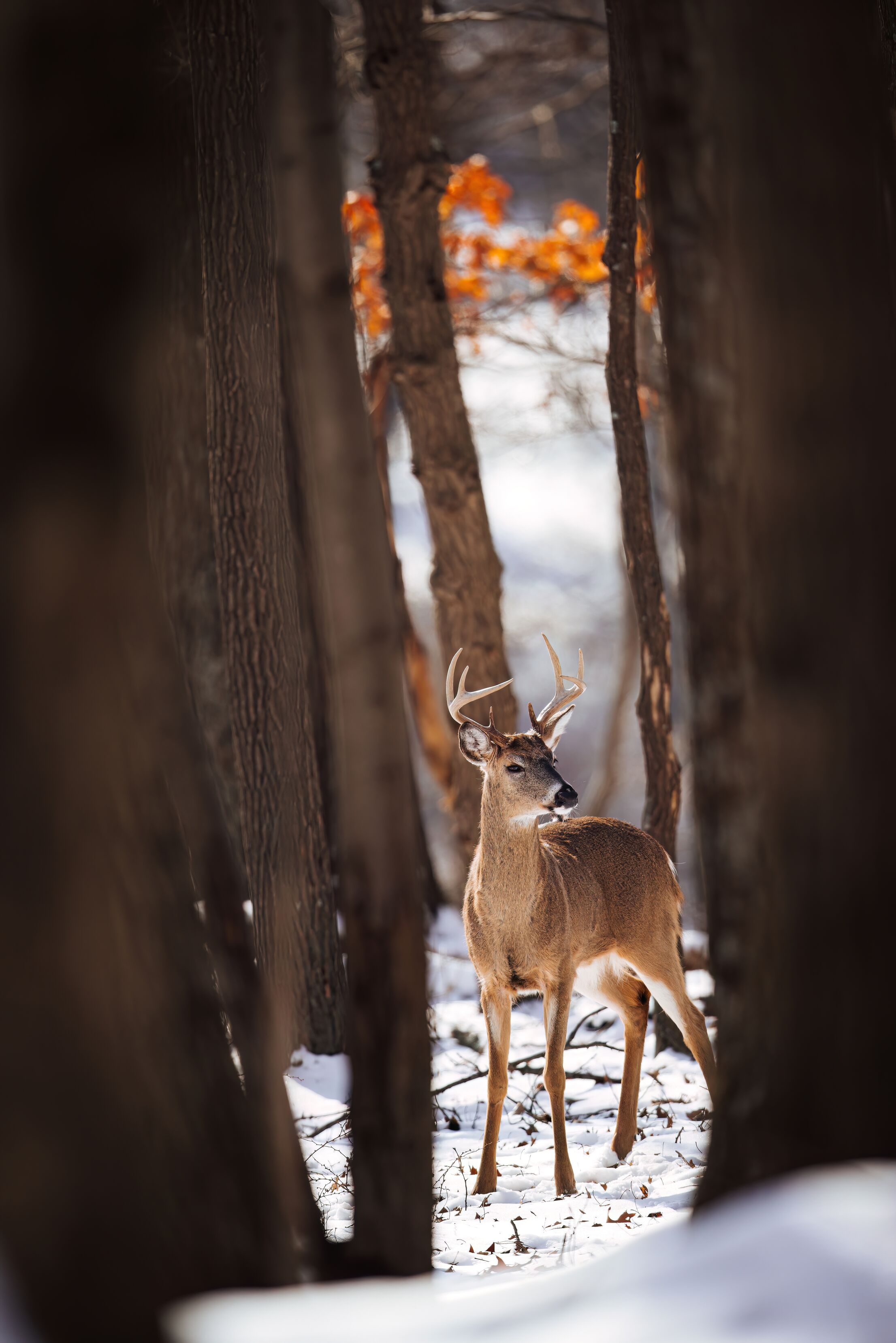Buck deer in the woods in the snow, best weather for hunting concept. 