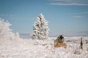 Hunter with buck down in the snow, know the hunting weather concept.