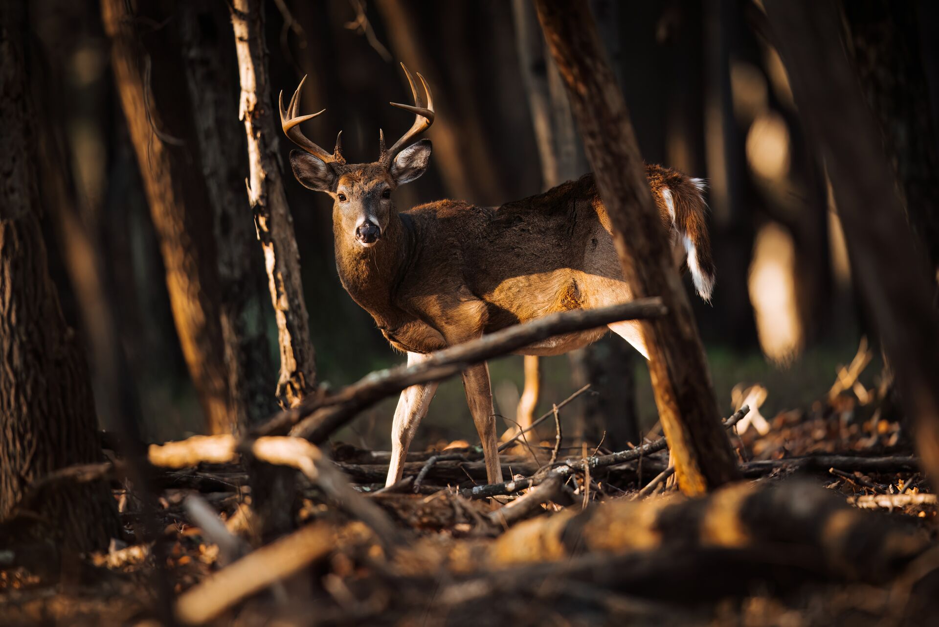 Buck deer in the shadows of the woods, hunting for population control concept. 