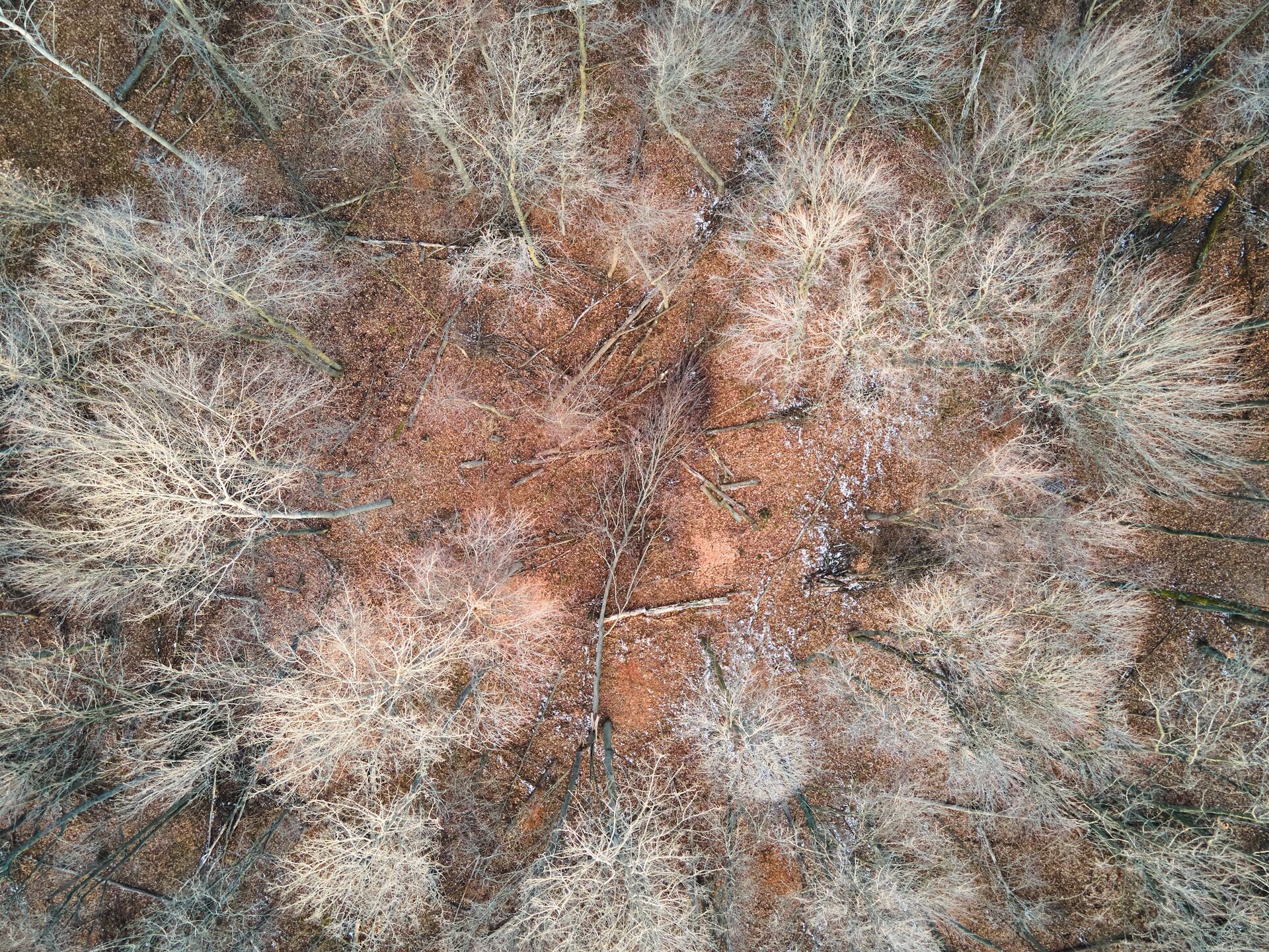Aerial view of trampled ground in the woods, habitat health indicators concept. 